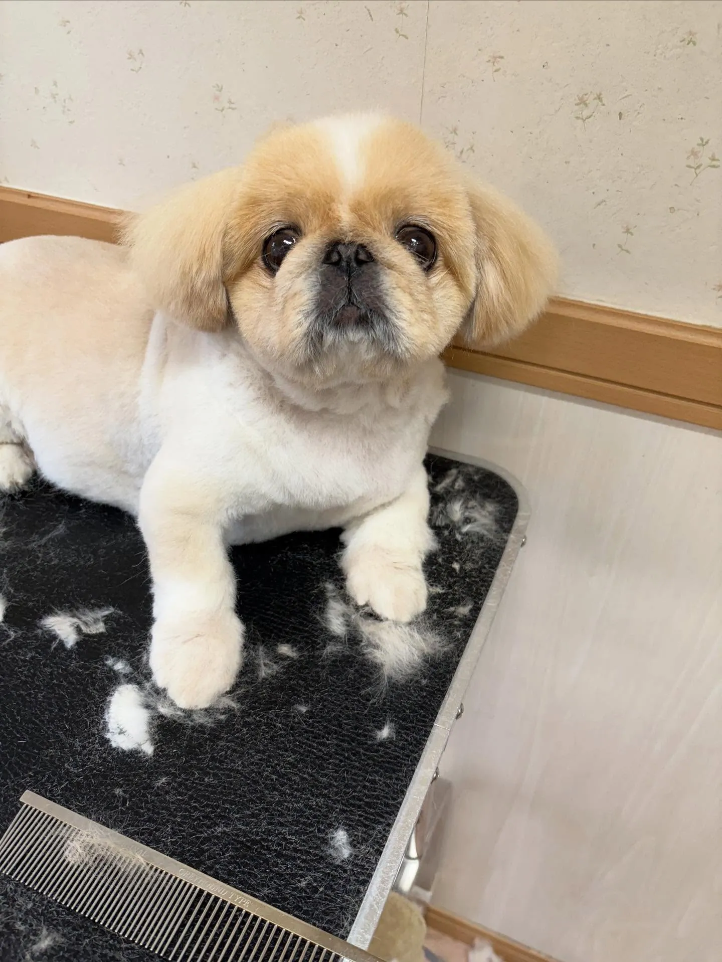 犬のトリミング✂️