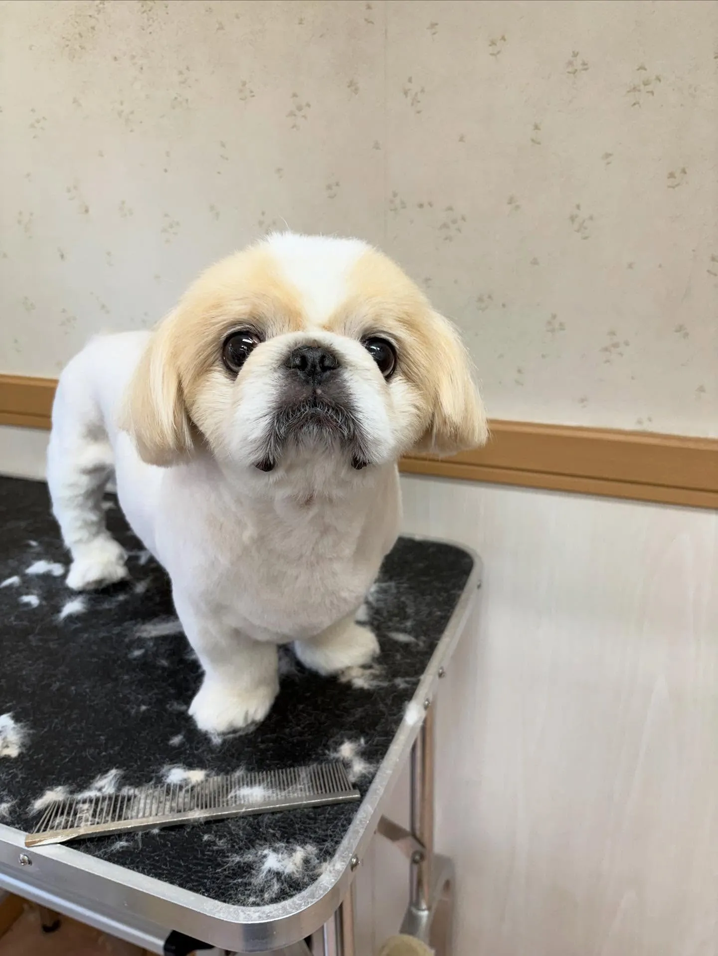 犬のトリミング✂️