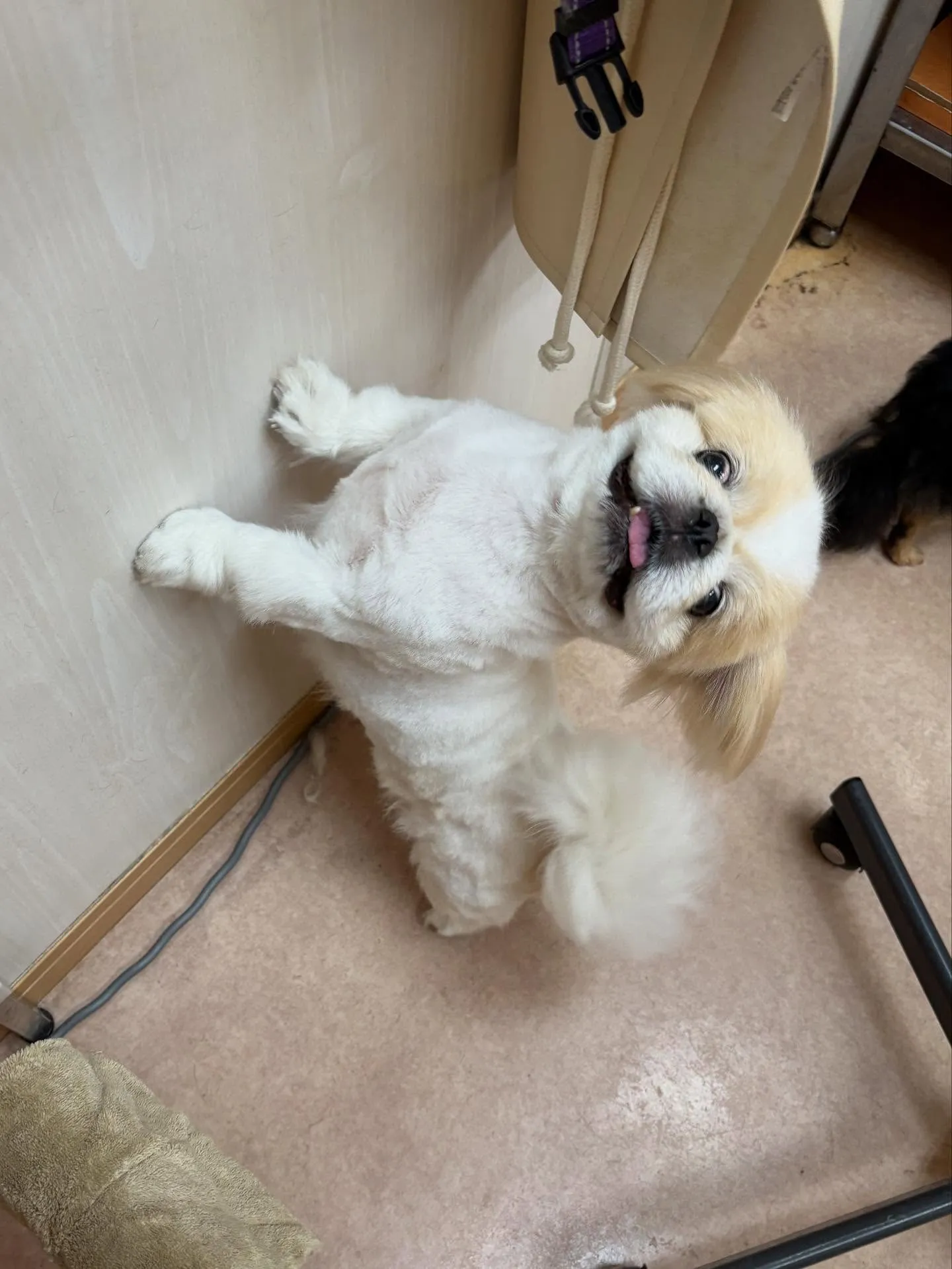 犬のトリミング✂️