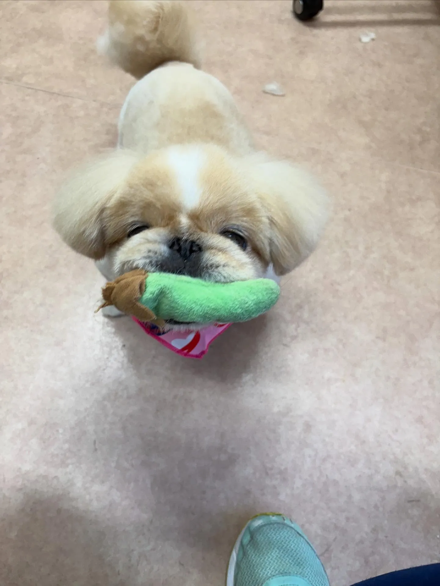 犬のトリミング✂️