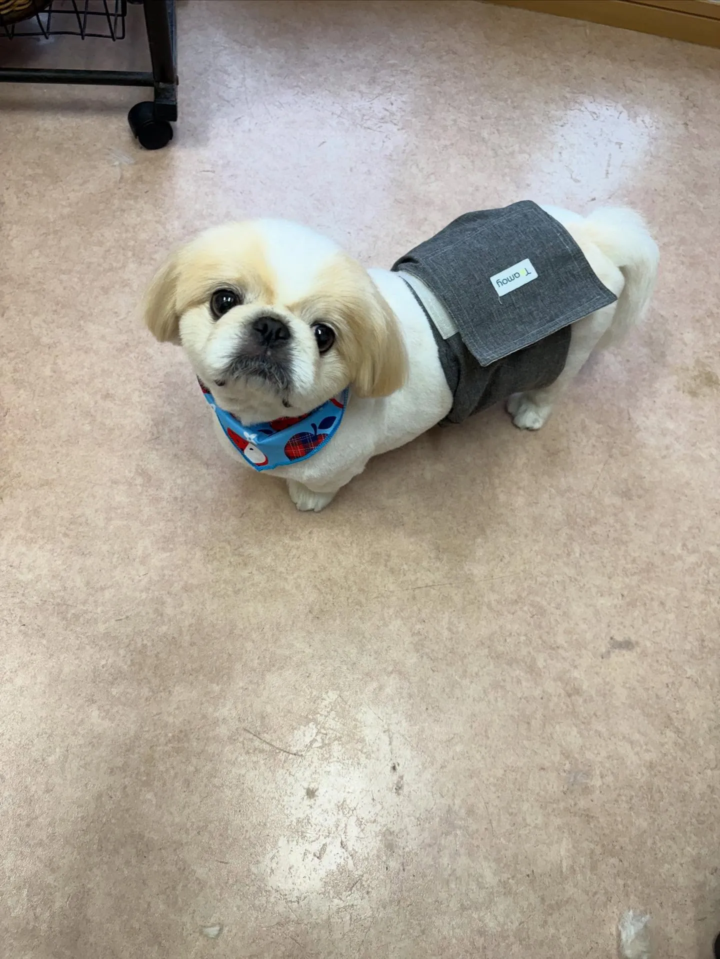 犬のトリミング✂️