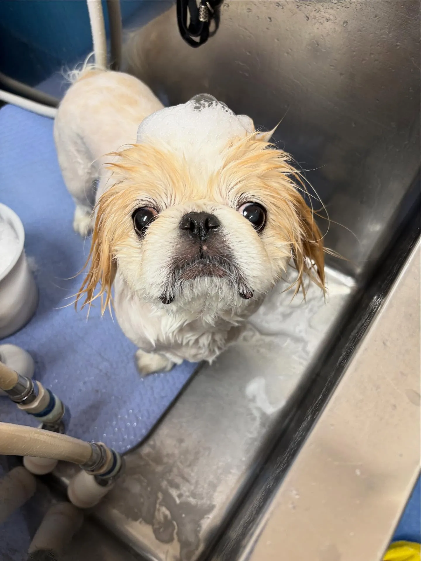 犬のトリミング✂️