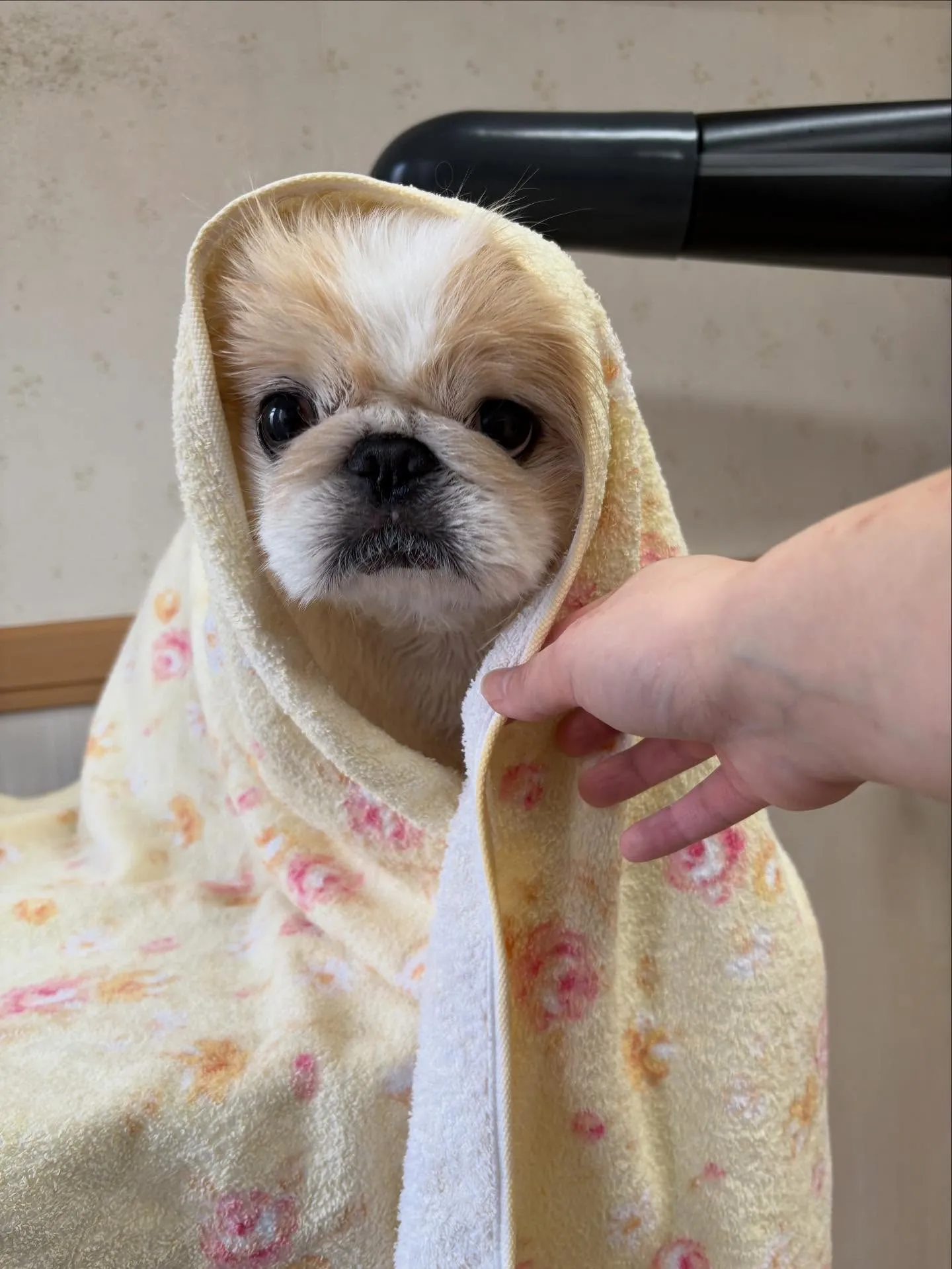 犬のトリミング✂️