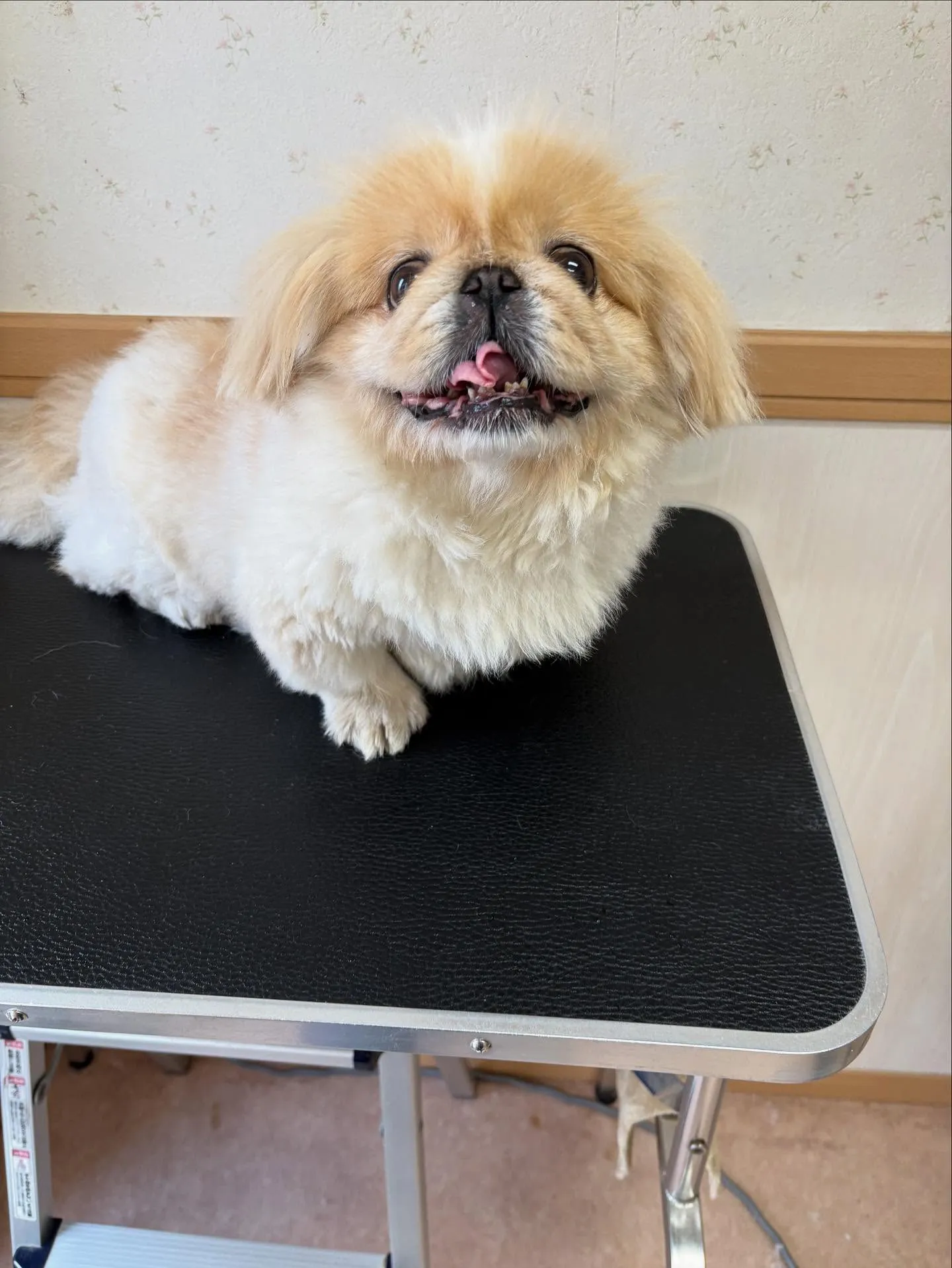 犬のトリミング✂️