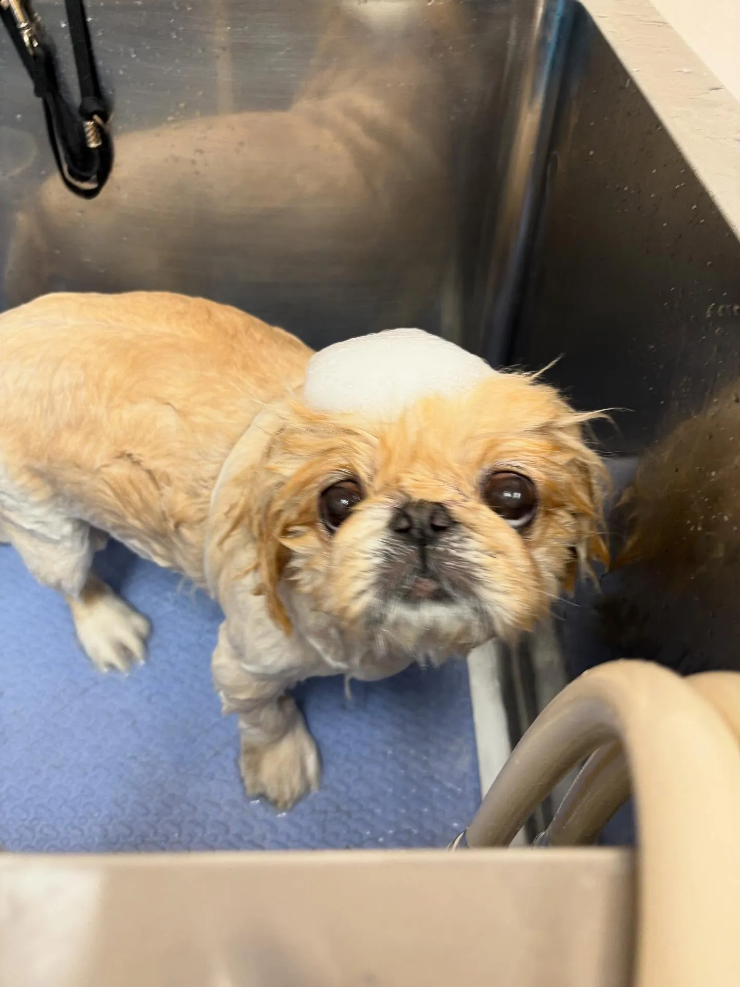 犬のトリミング✂️