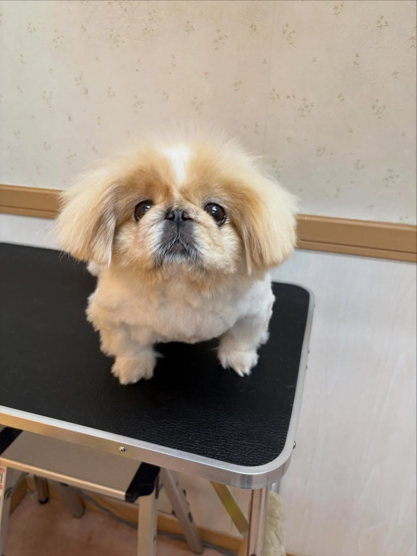 犬のトリミング✂️