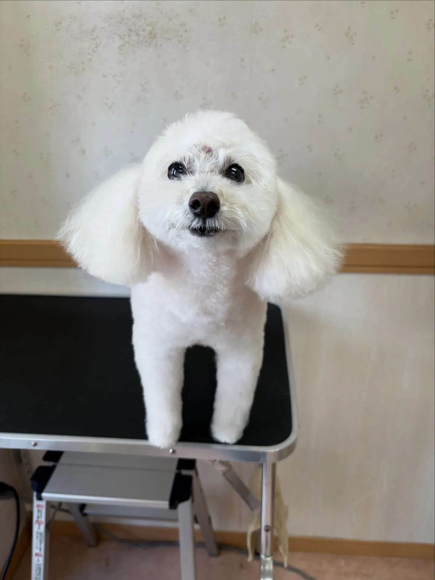 犬のトリミング✂️