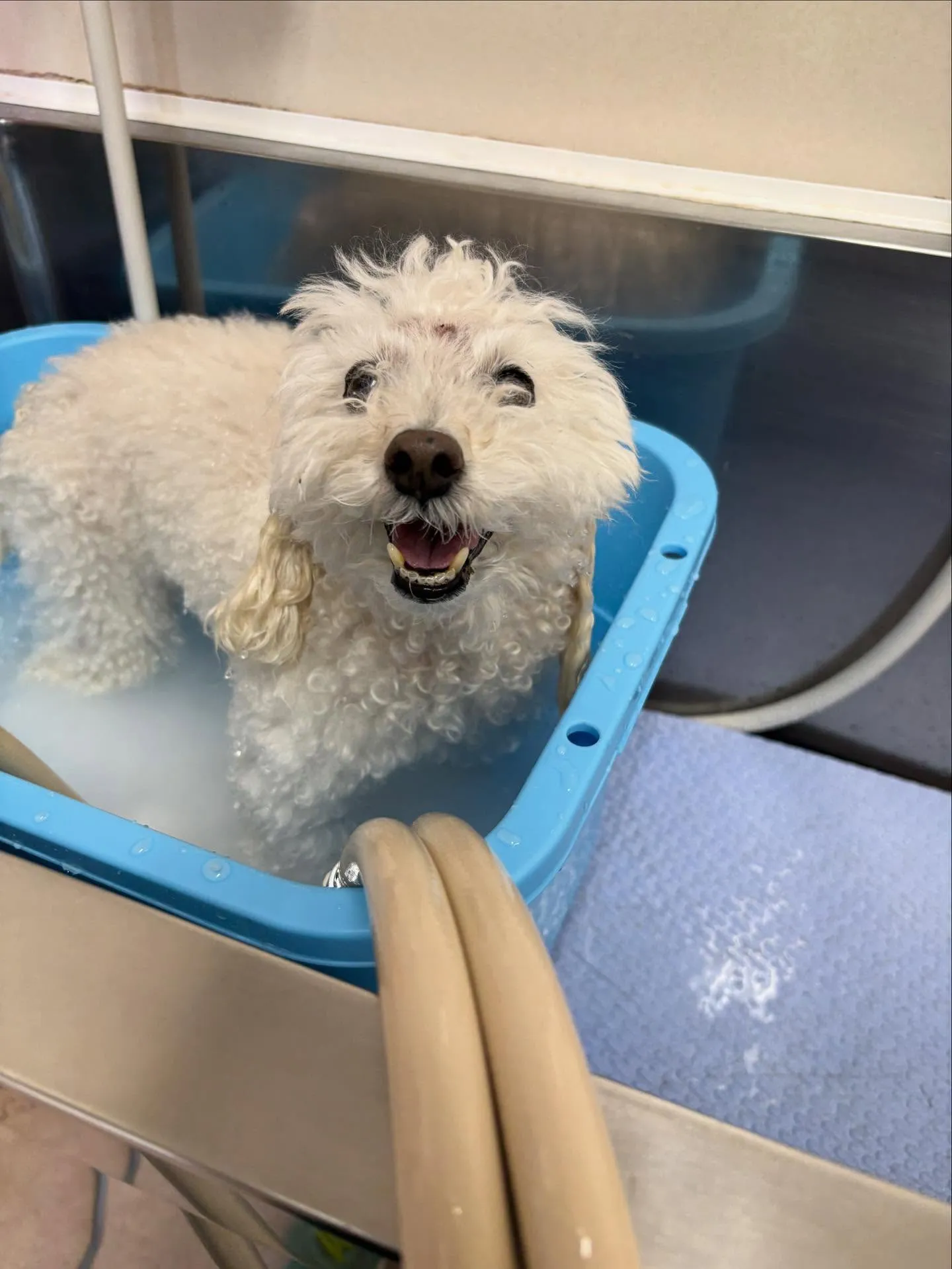 犬のトリミング✂️