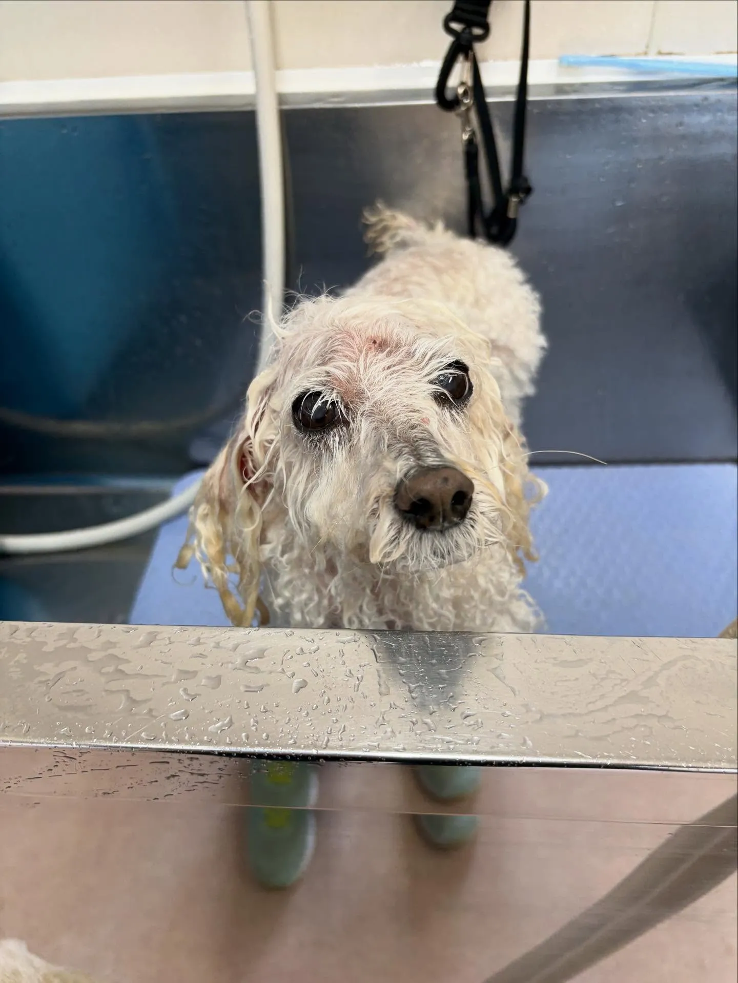 犬のトリミング✂️