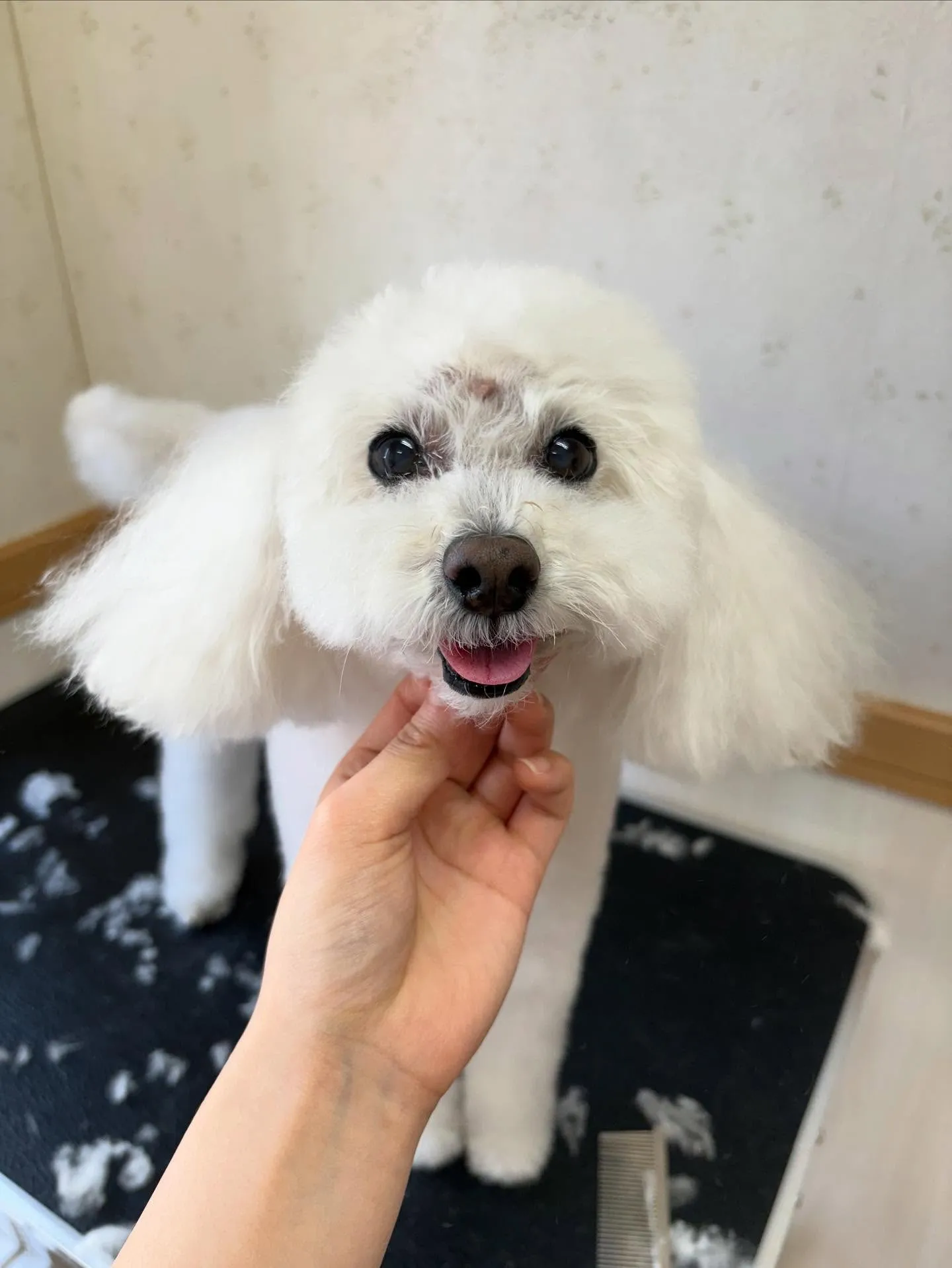 犬のトリミング✂️