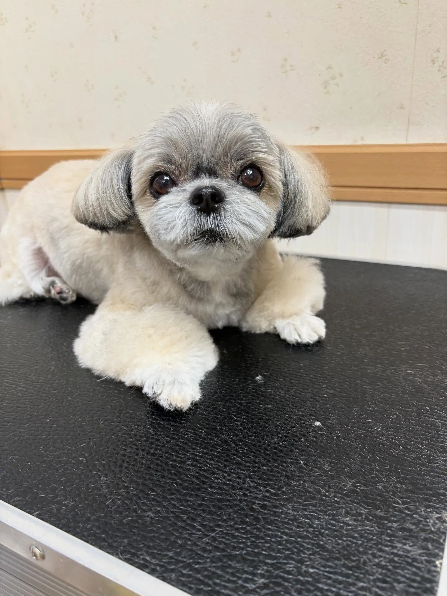 犬のトリミング✂️