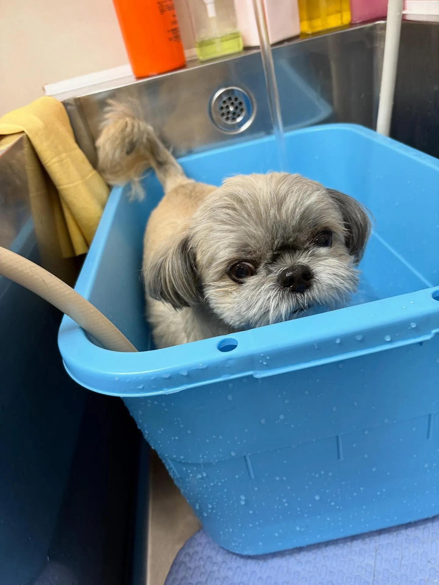 犬のトリミング✂️