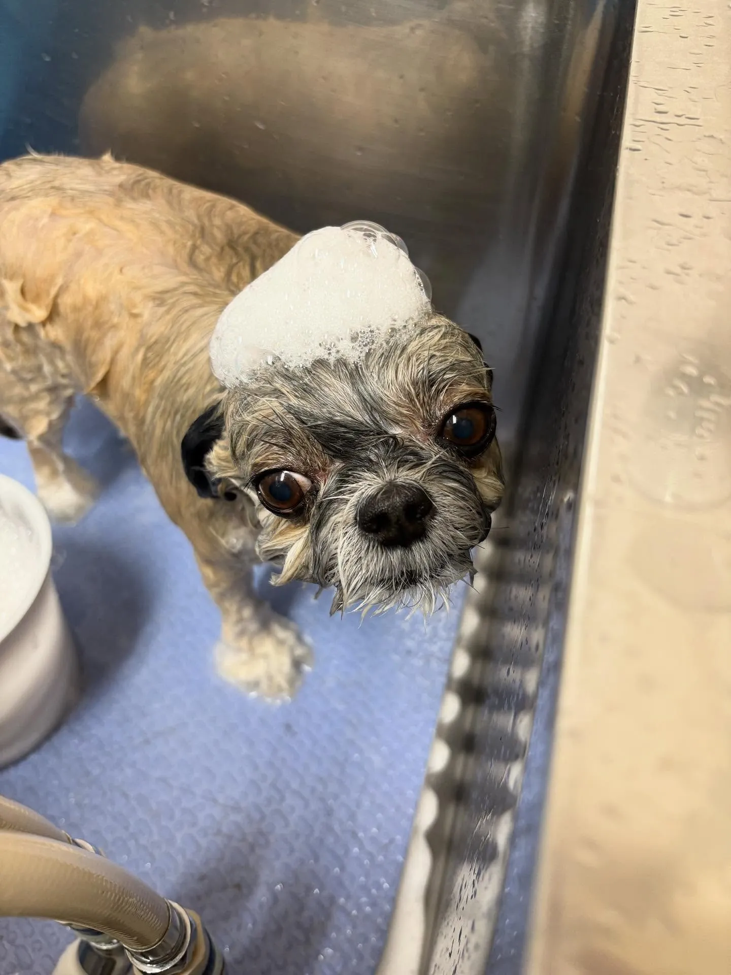 犬のトリミング✂️