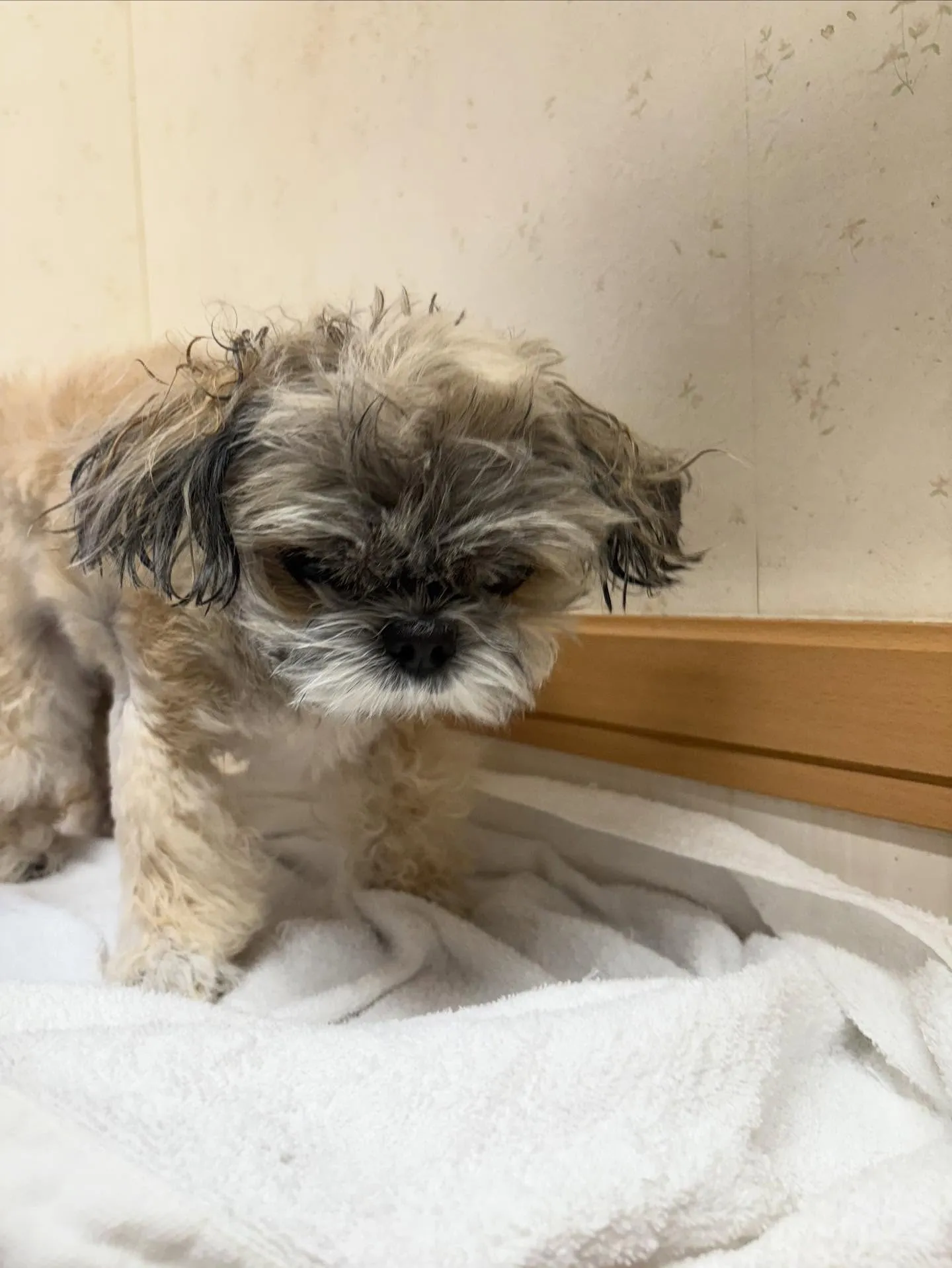 犬のトリミング✂️