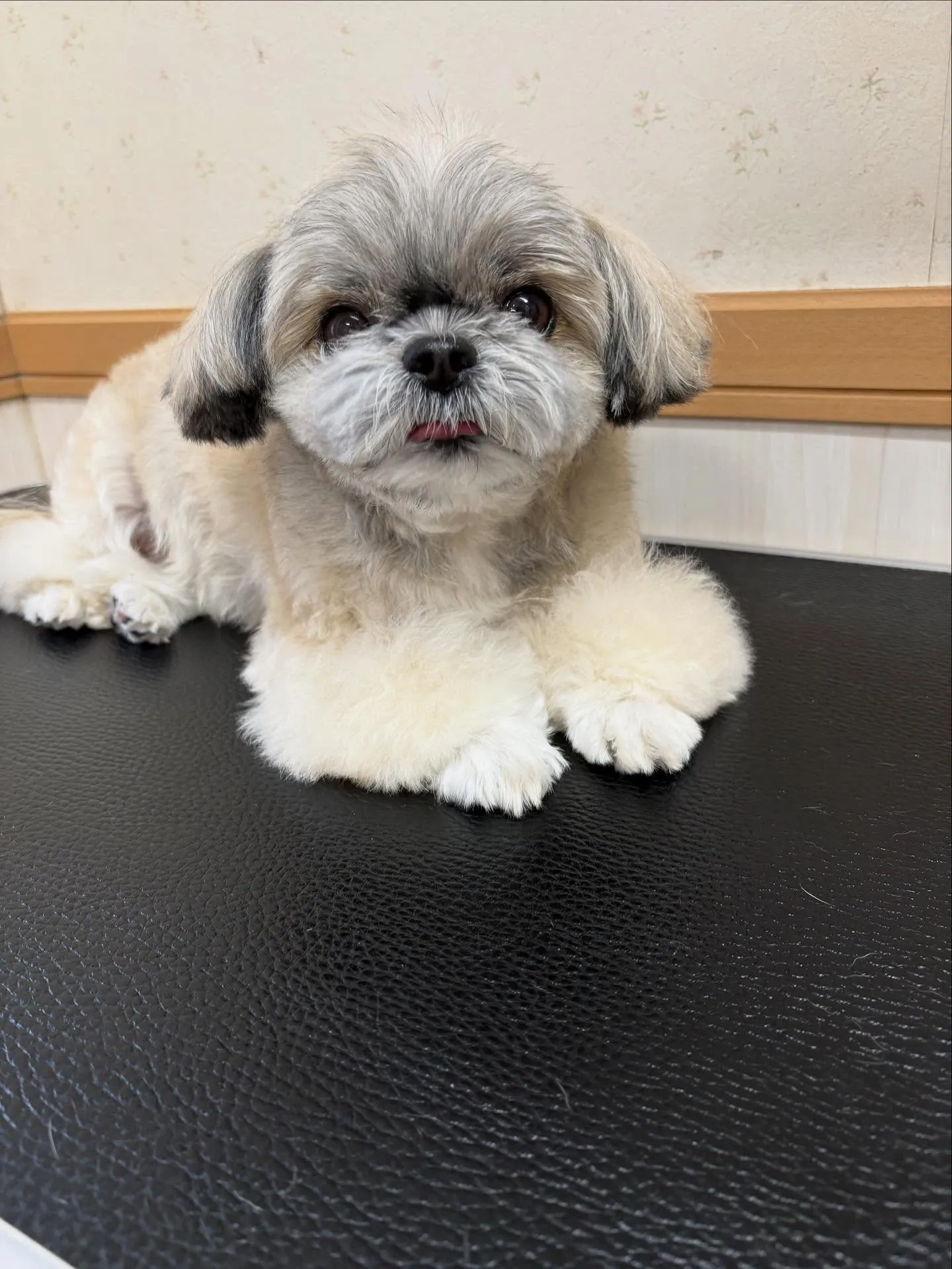 犬のトリミング✂️