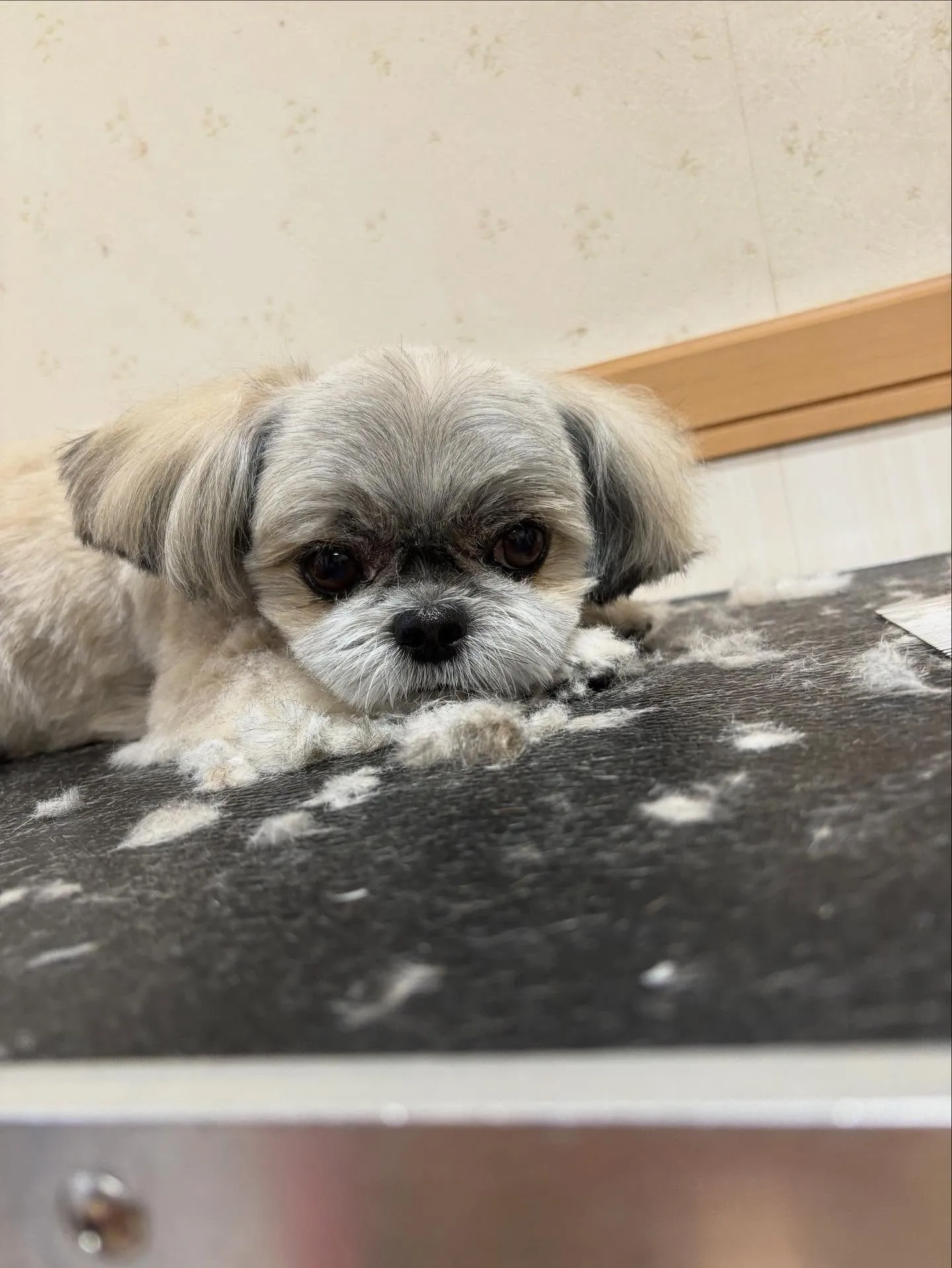 犬のトリミング✂️