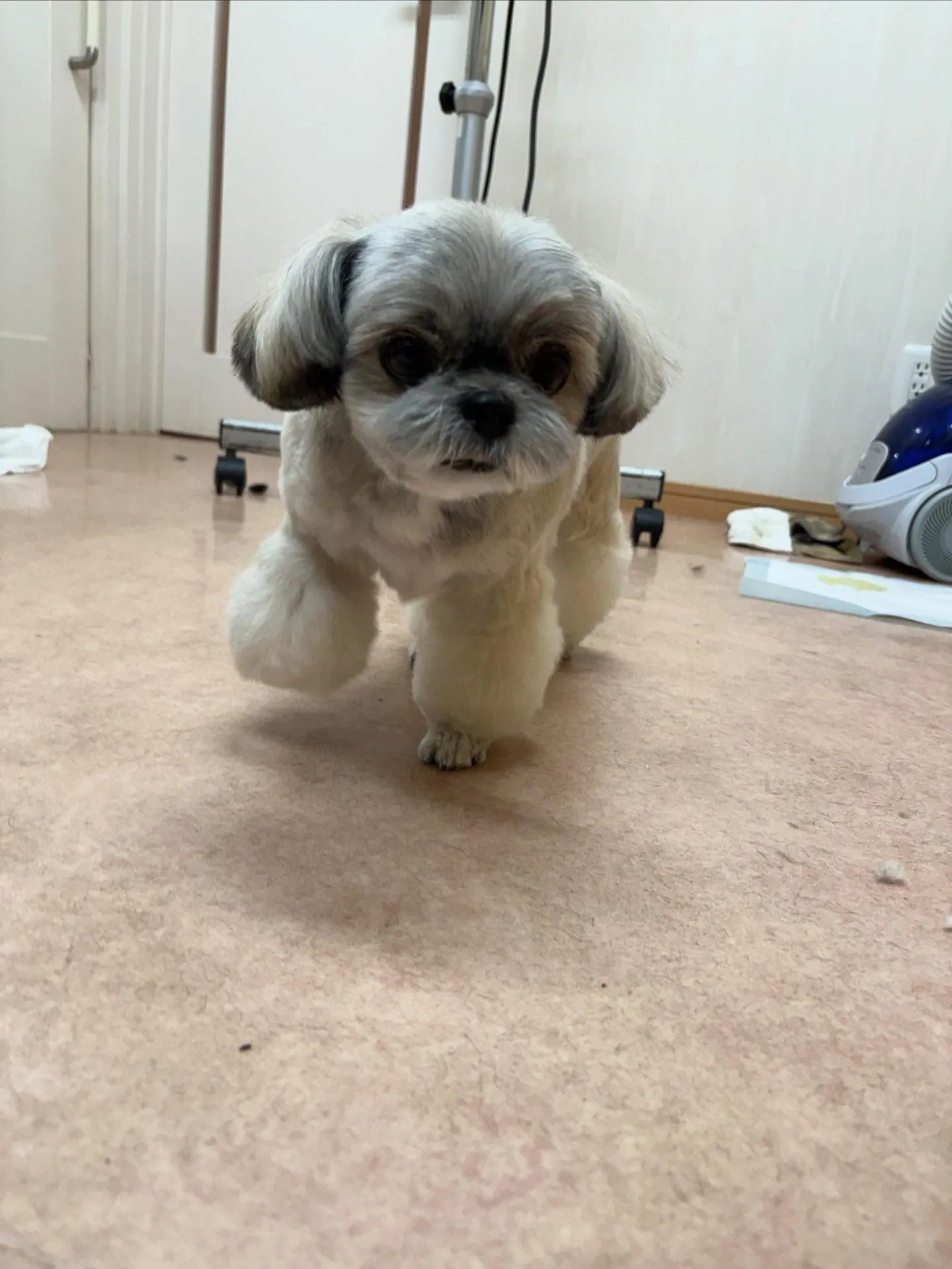 犬のトリミング✂️
