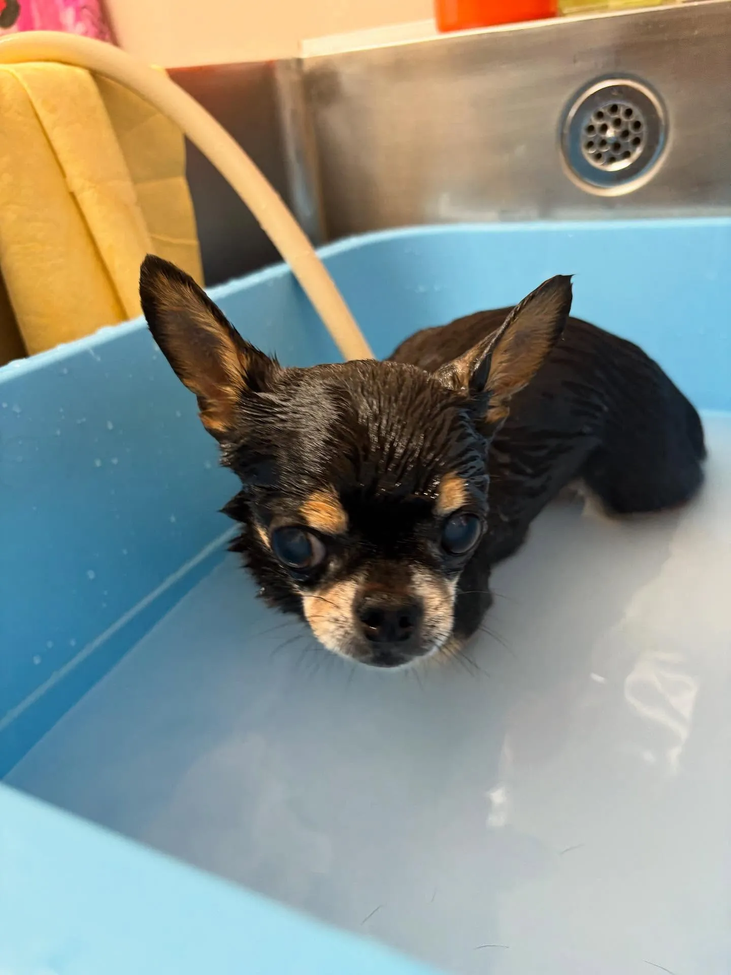 犬のシャンプー🫧