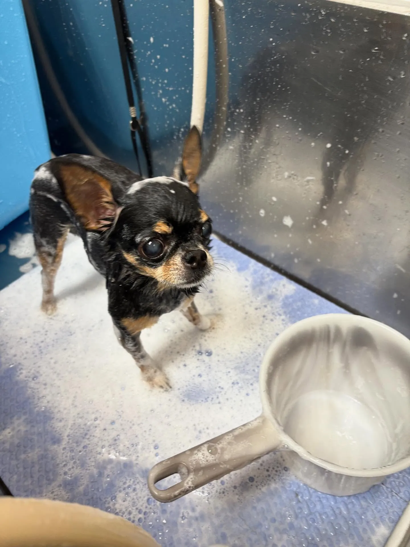 犬のシャンプー🫧