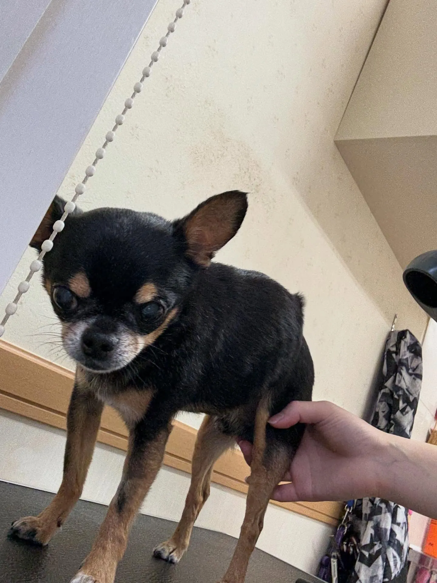 犬のシャンプー🫧