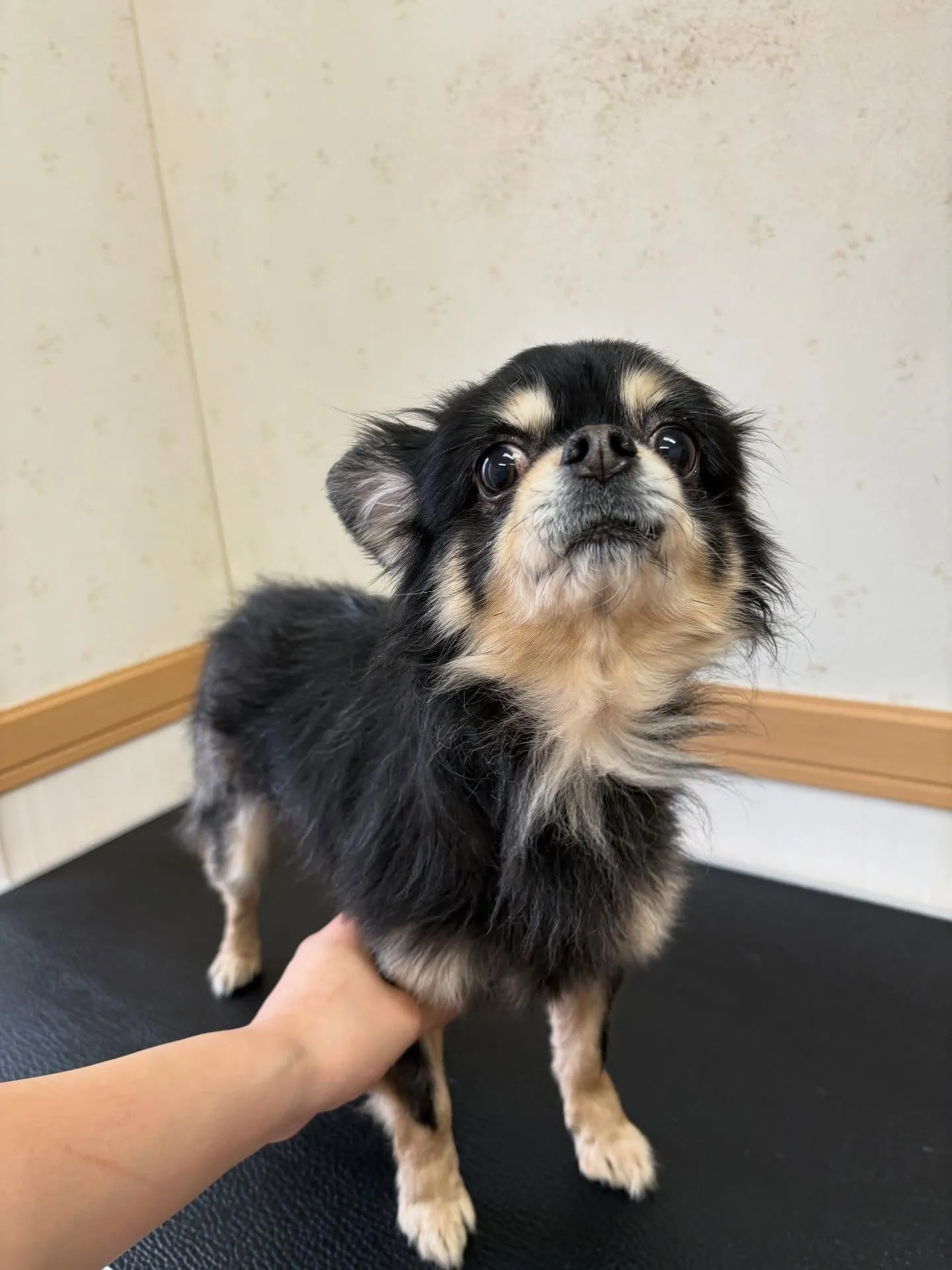 犬のシャンプー🫧