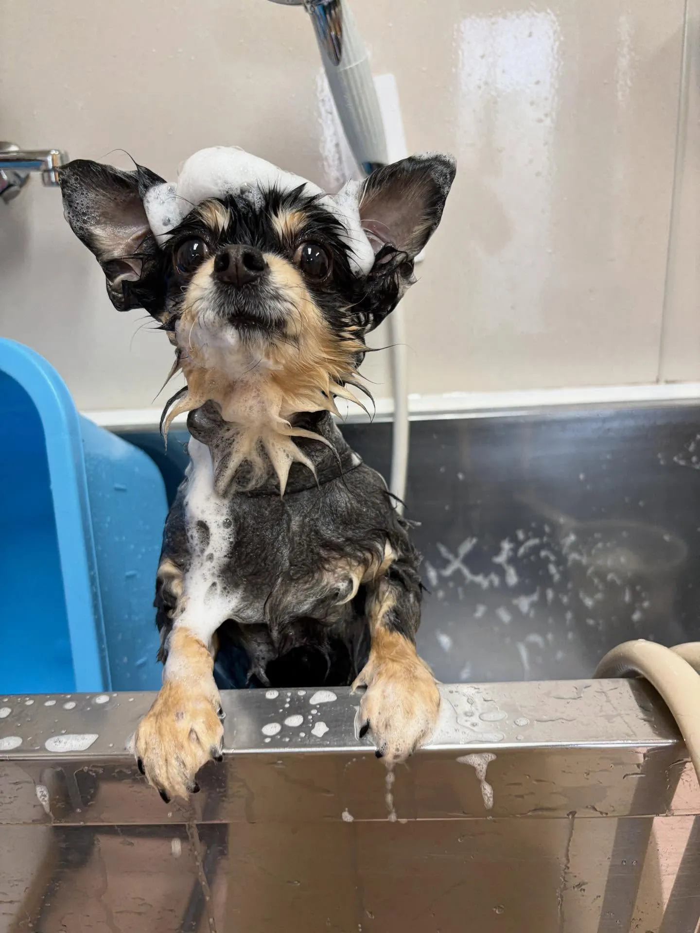 犬のシャンプー🫧