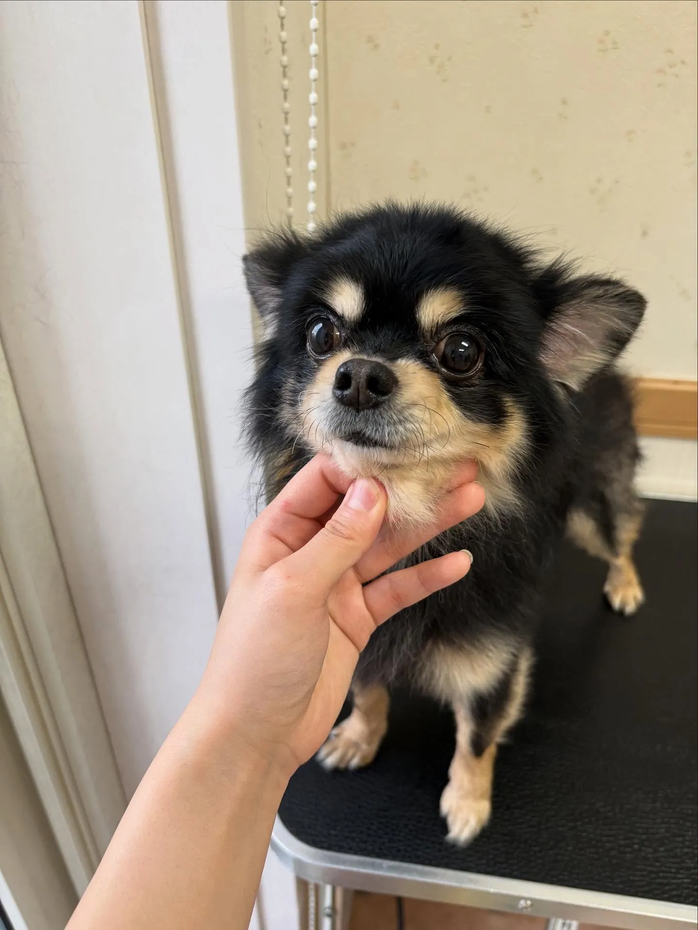 犬のシャンプー🫧