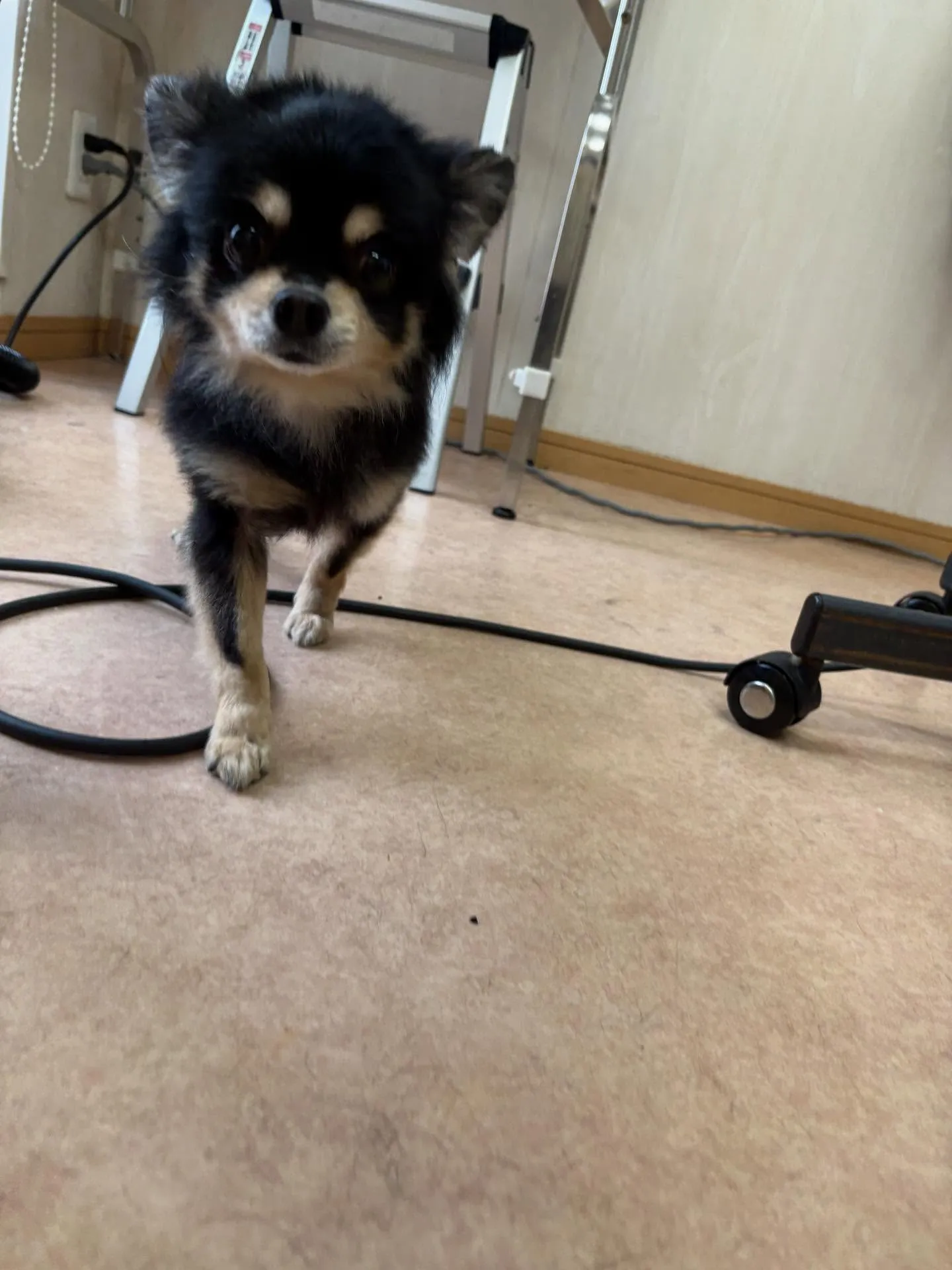 犬のシャンプー🫧