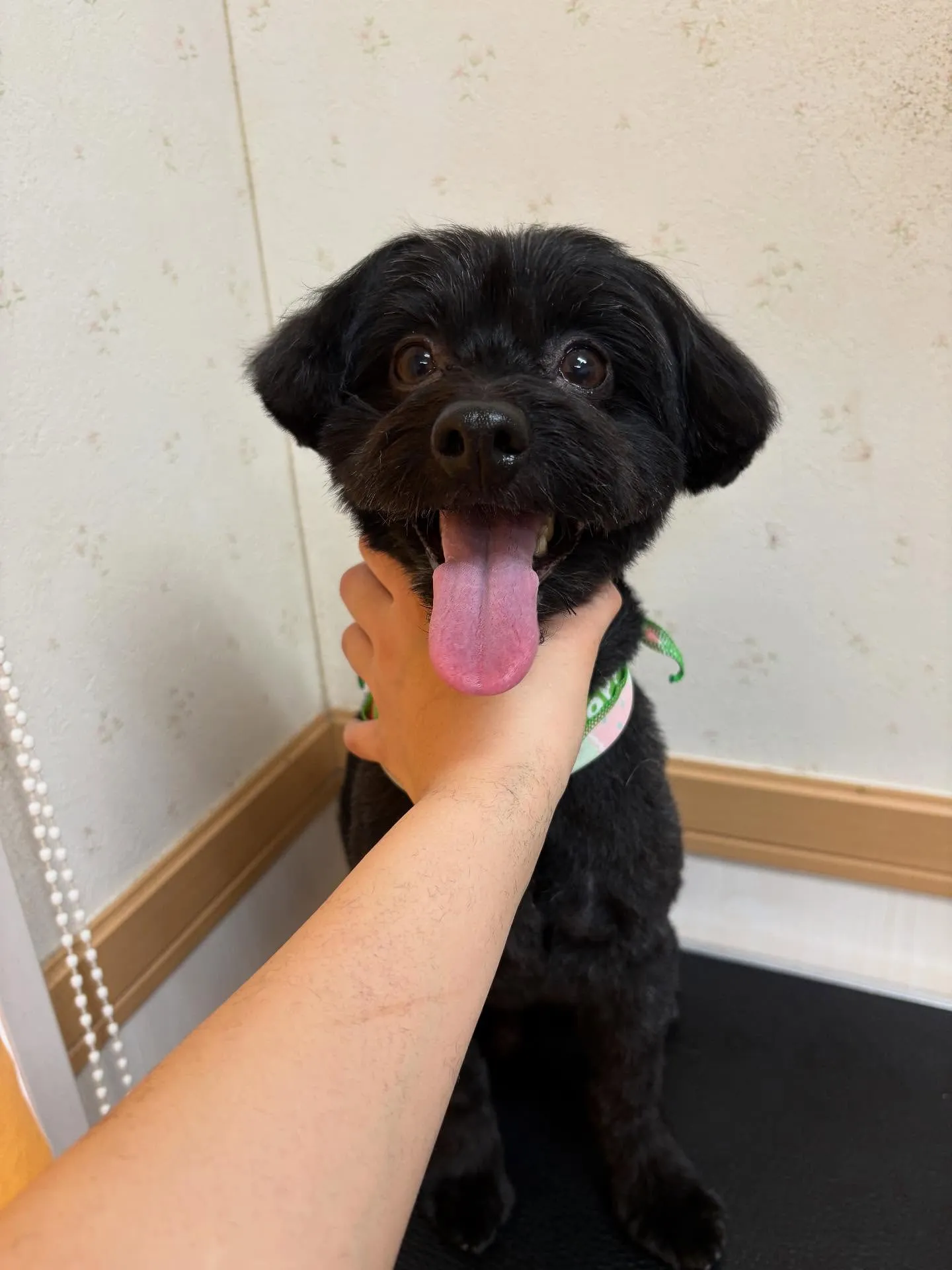 犬のトリミング✂️