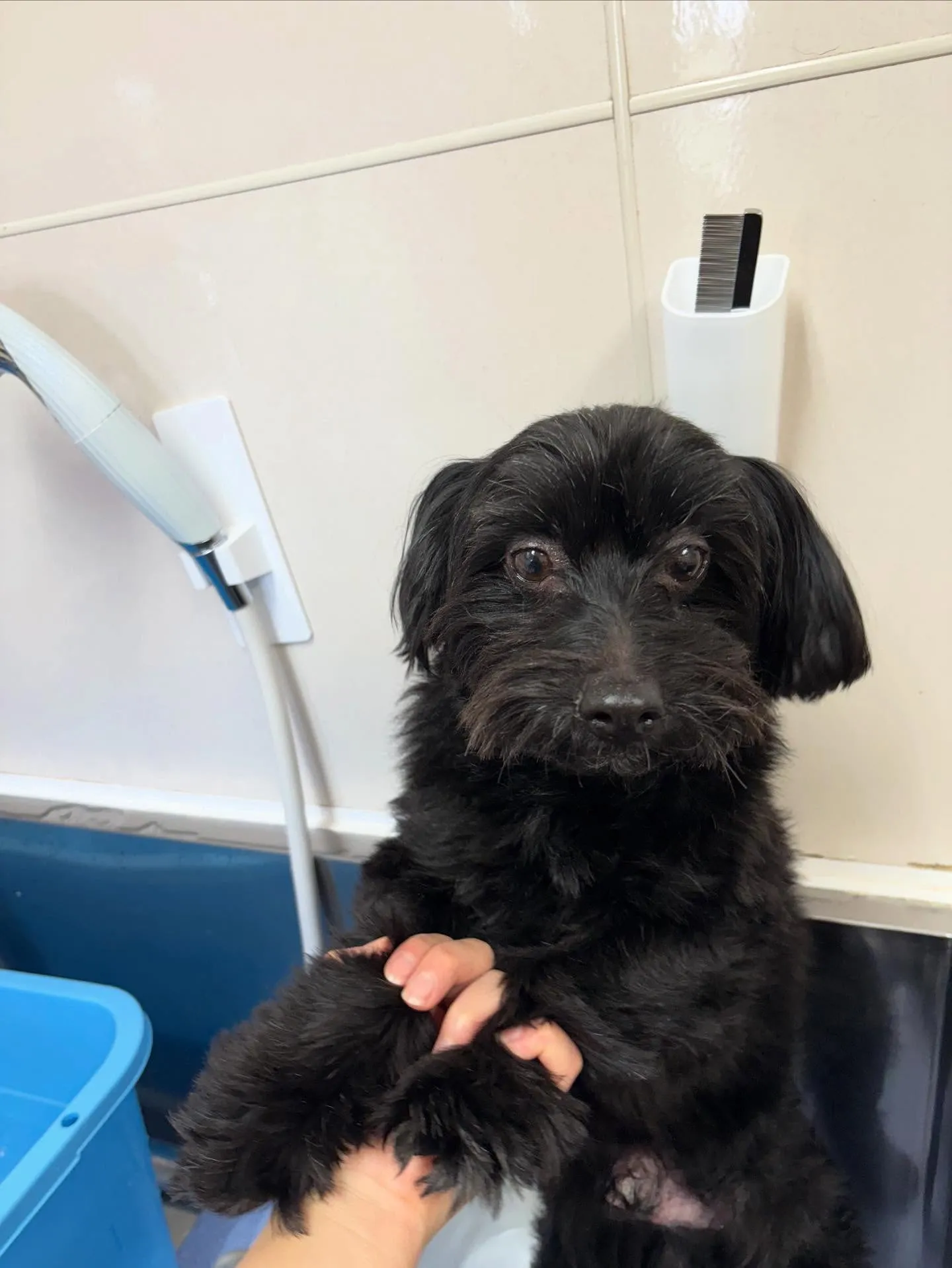 犬のトリミング✂️