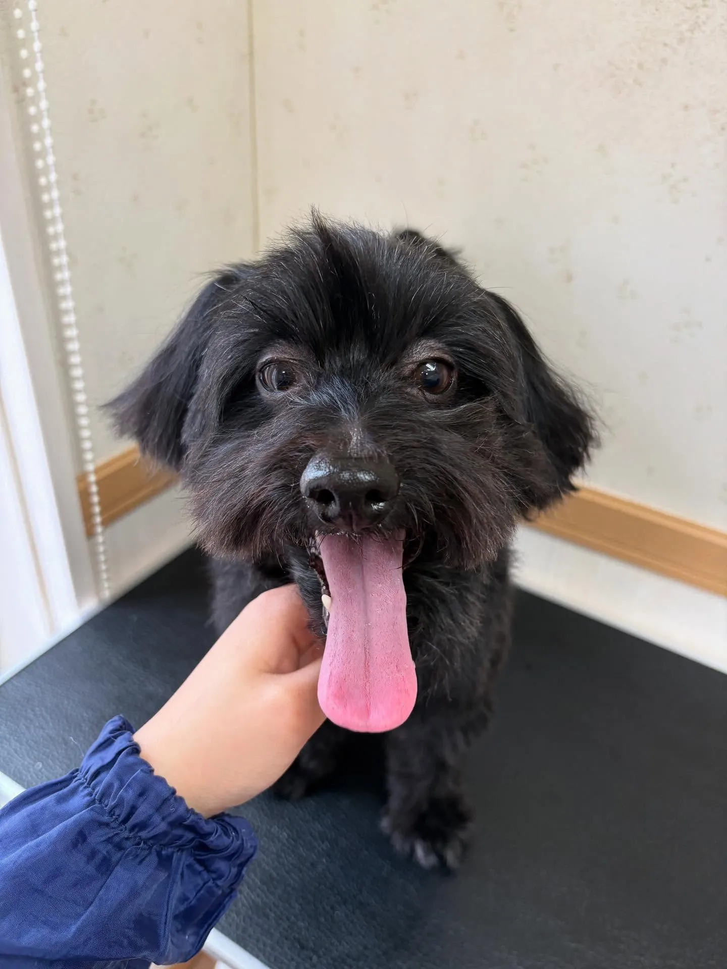 犬のトリミング✂️