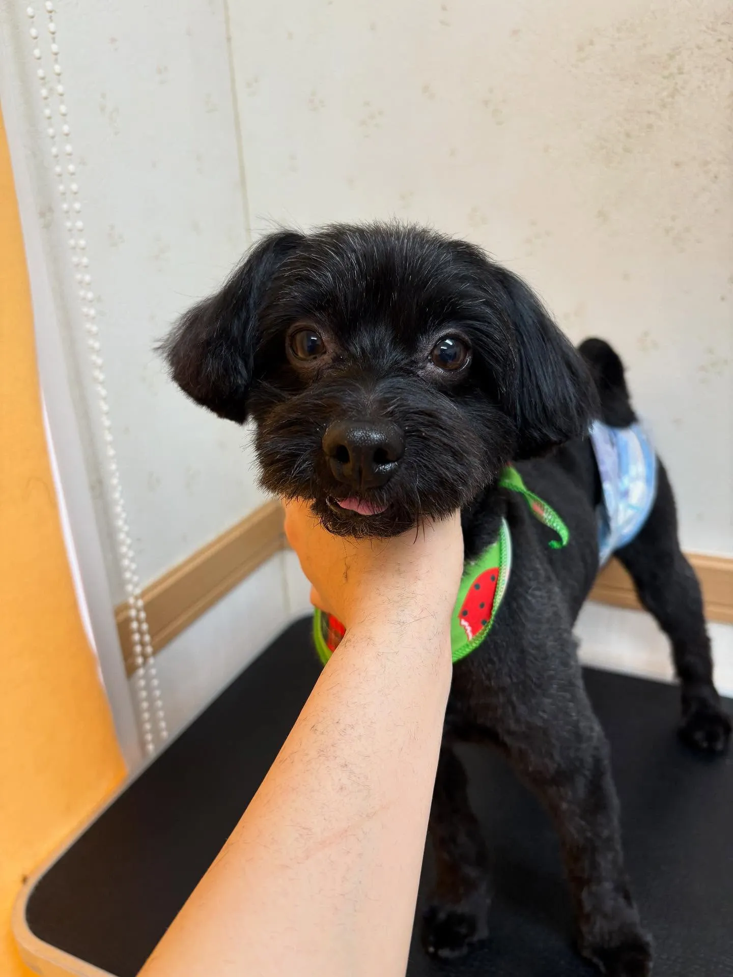 犬のトリミング✂️