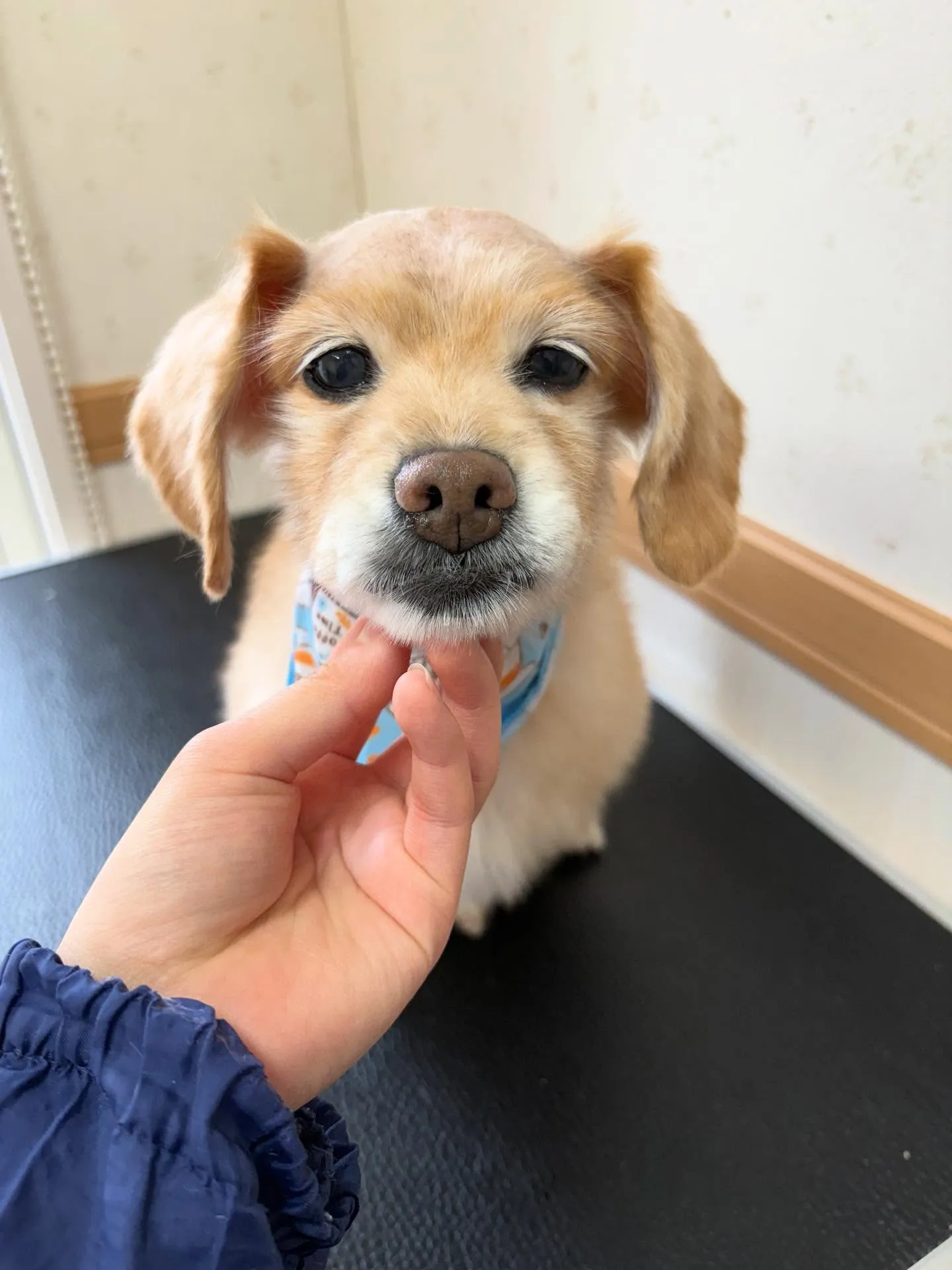 犬のシャンプー🫧