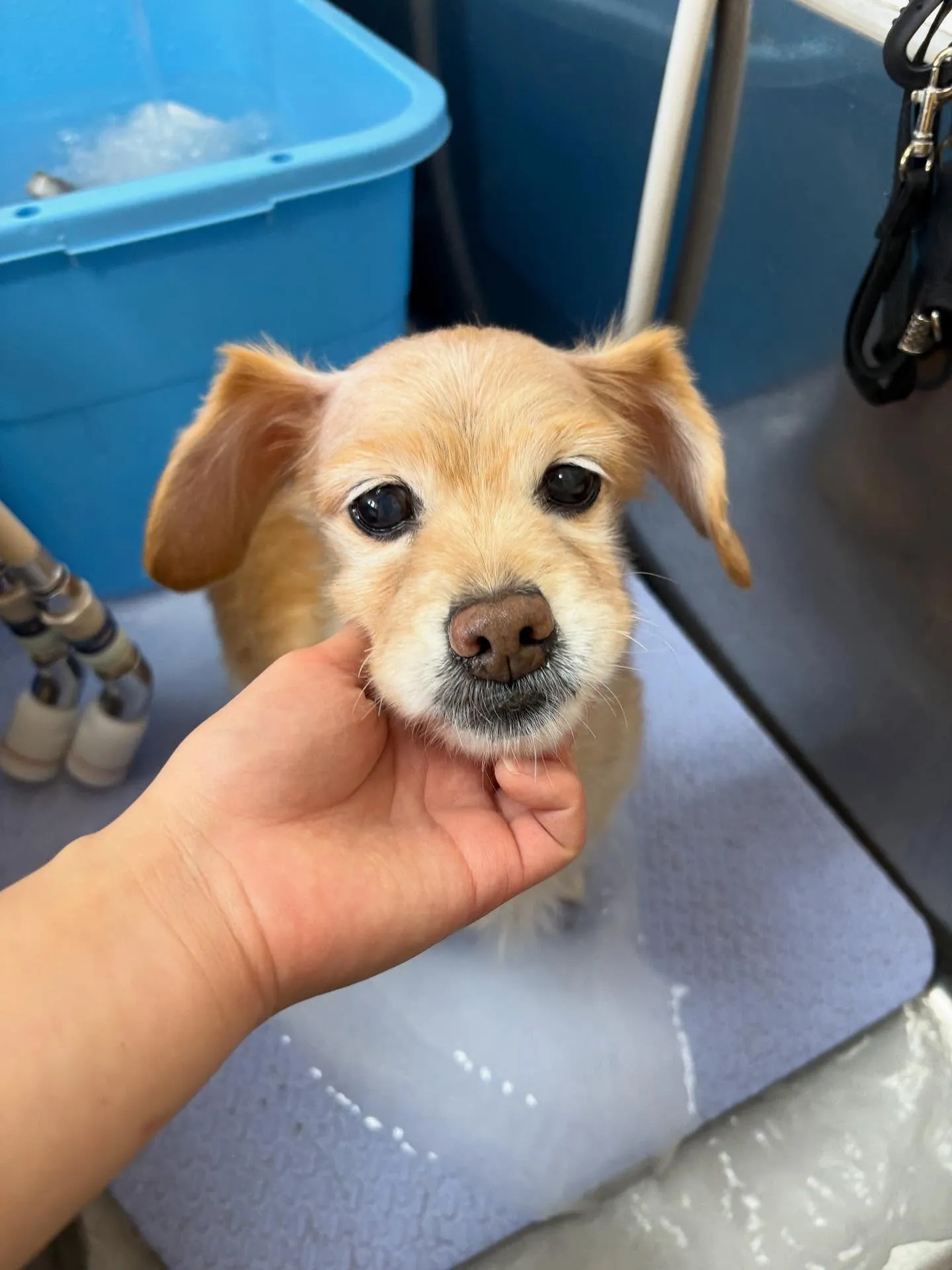 犬のシャンプー🫧