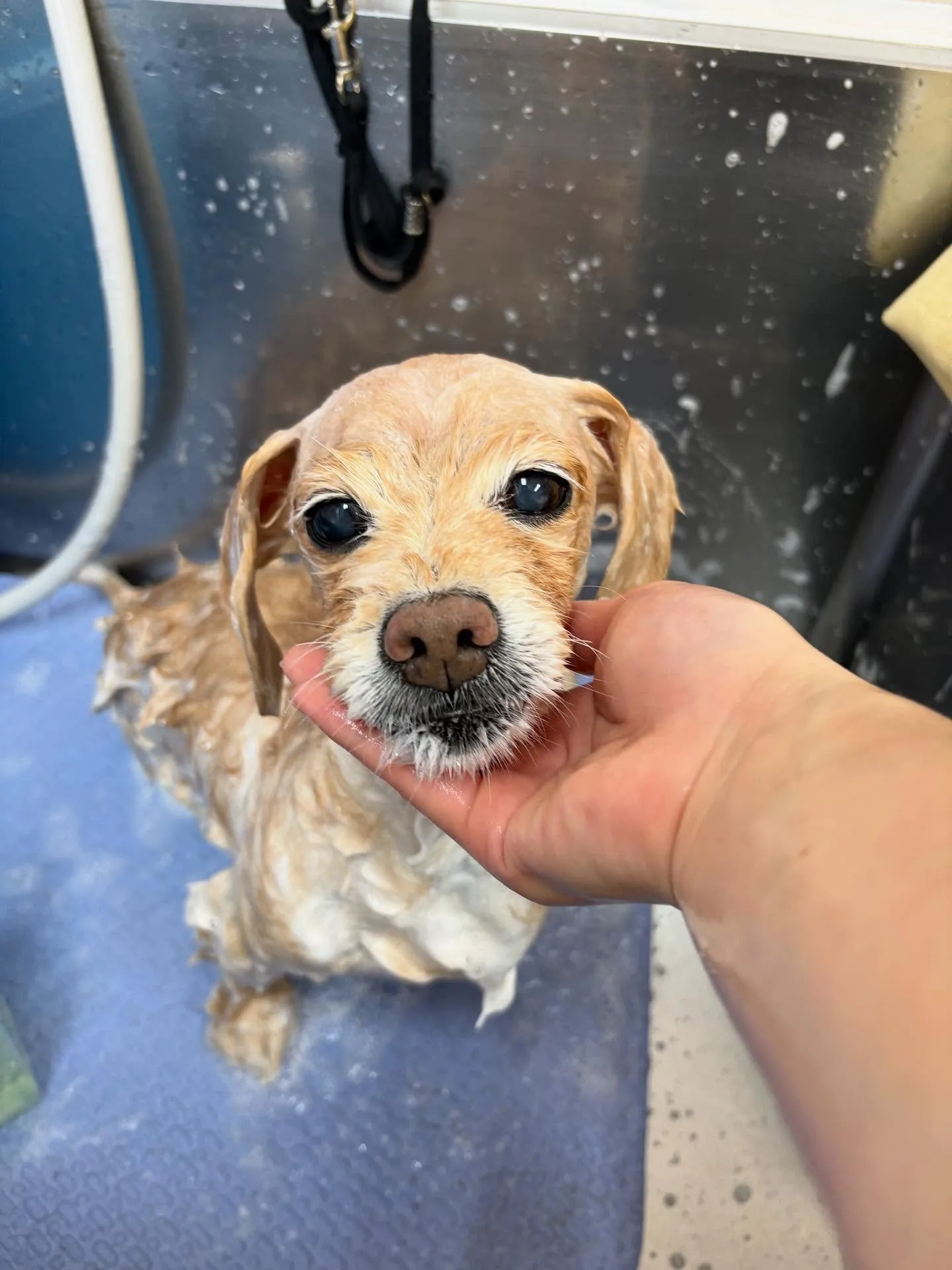 犬のシャンプー🫧