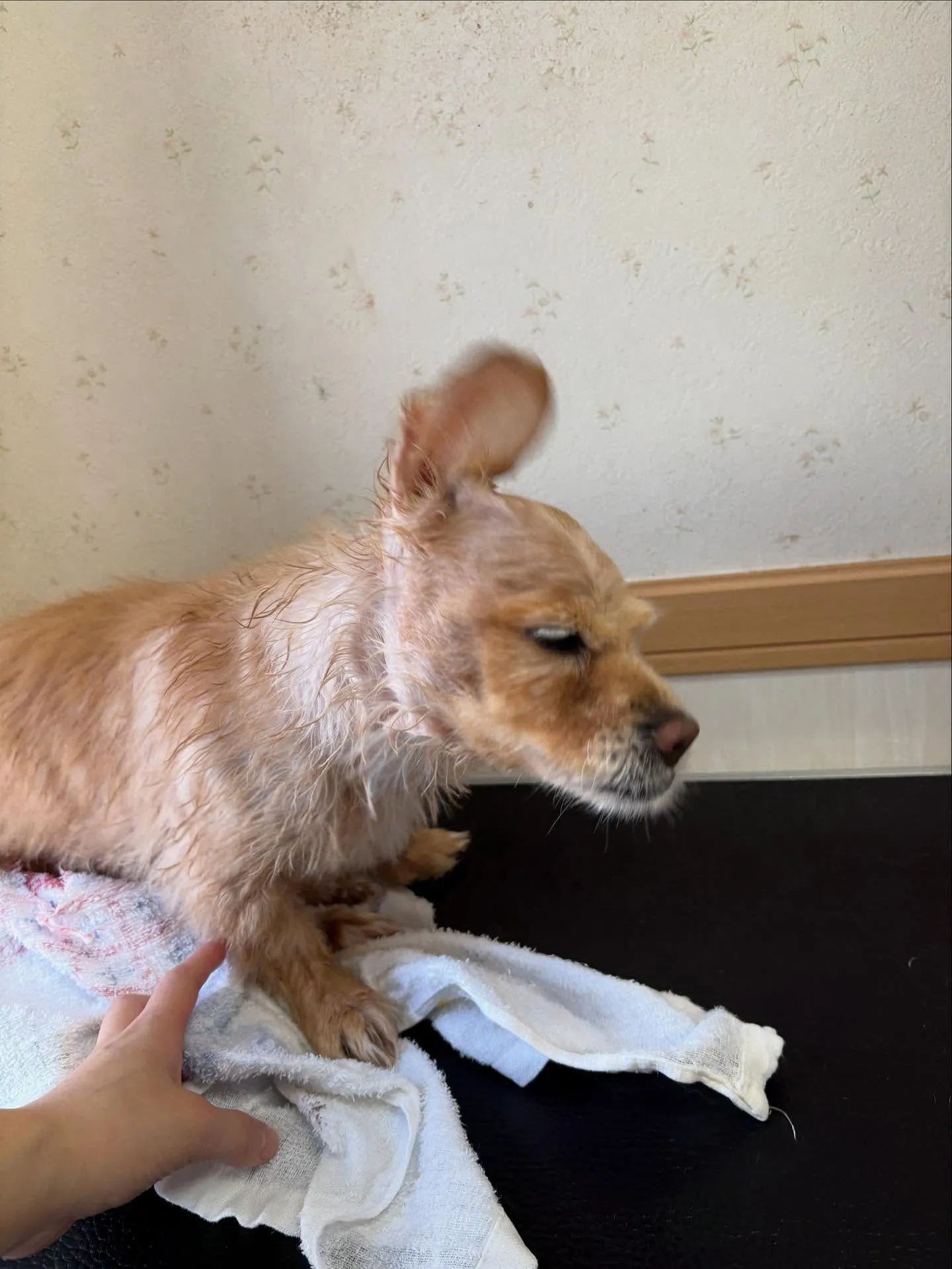 犬のシャンプー🫧