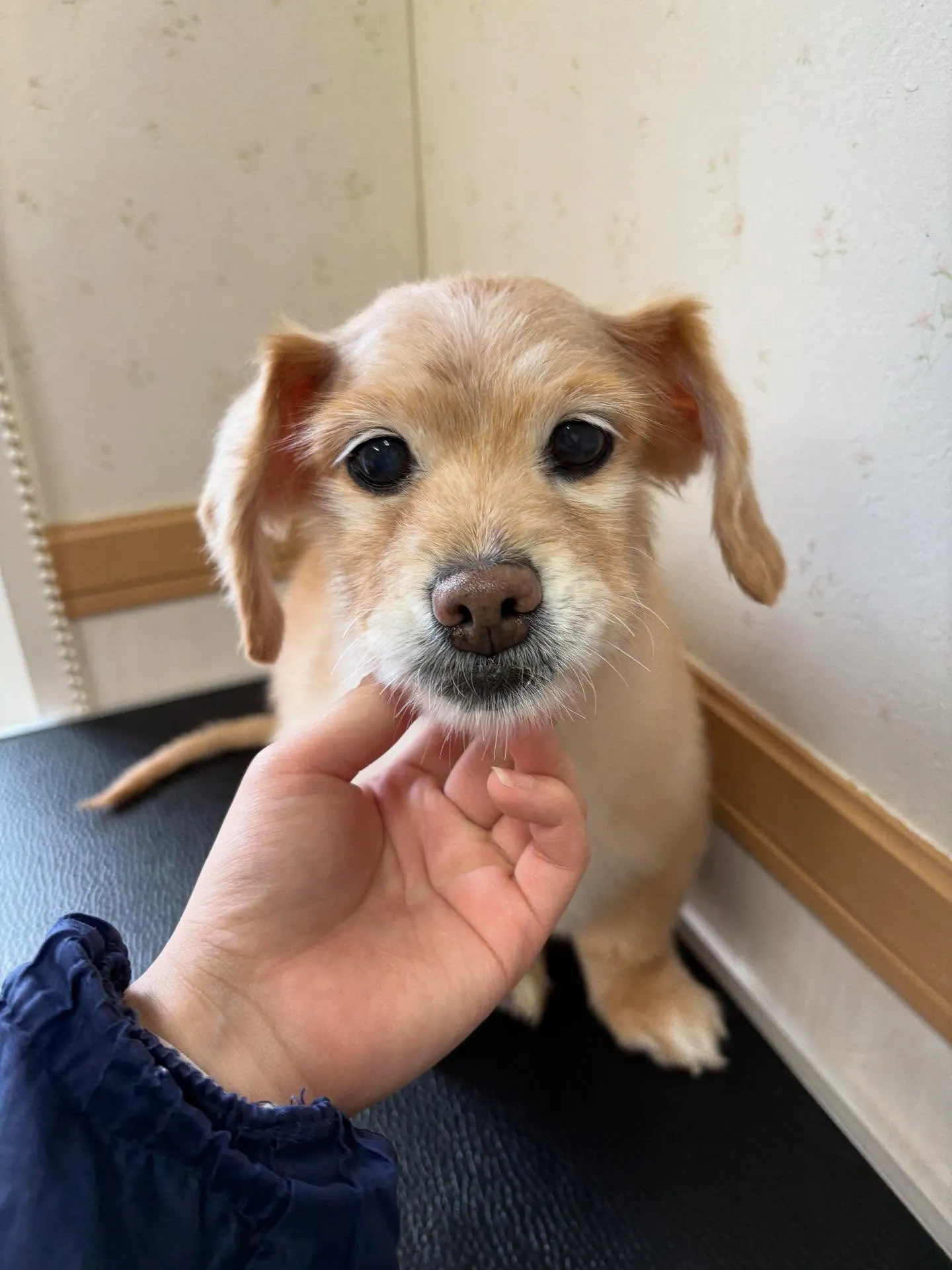 犬のシャンプー🫧