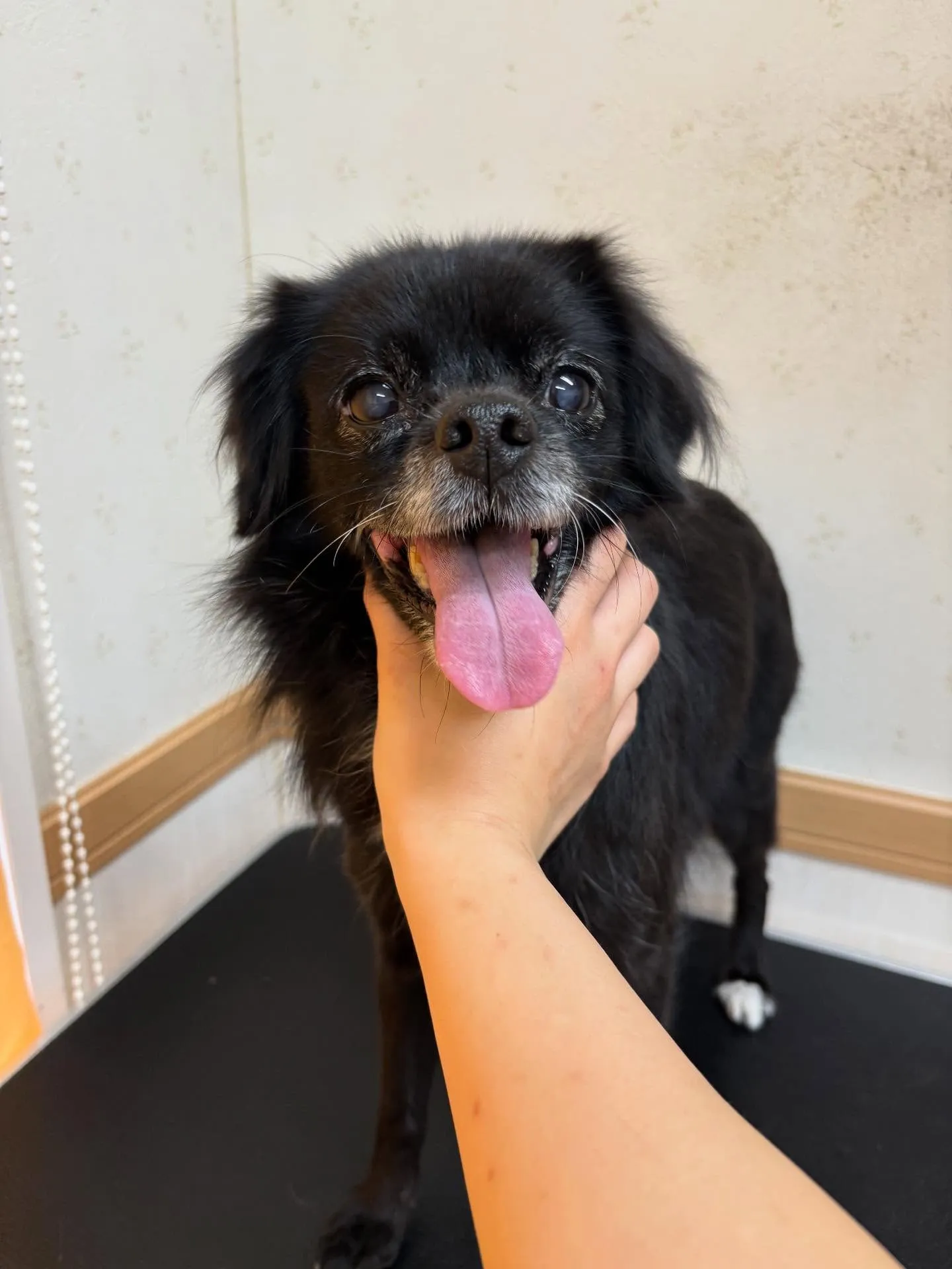 犬のシャンプー🫧