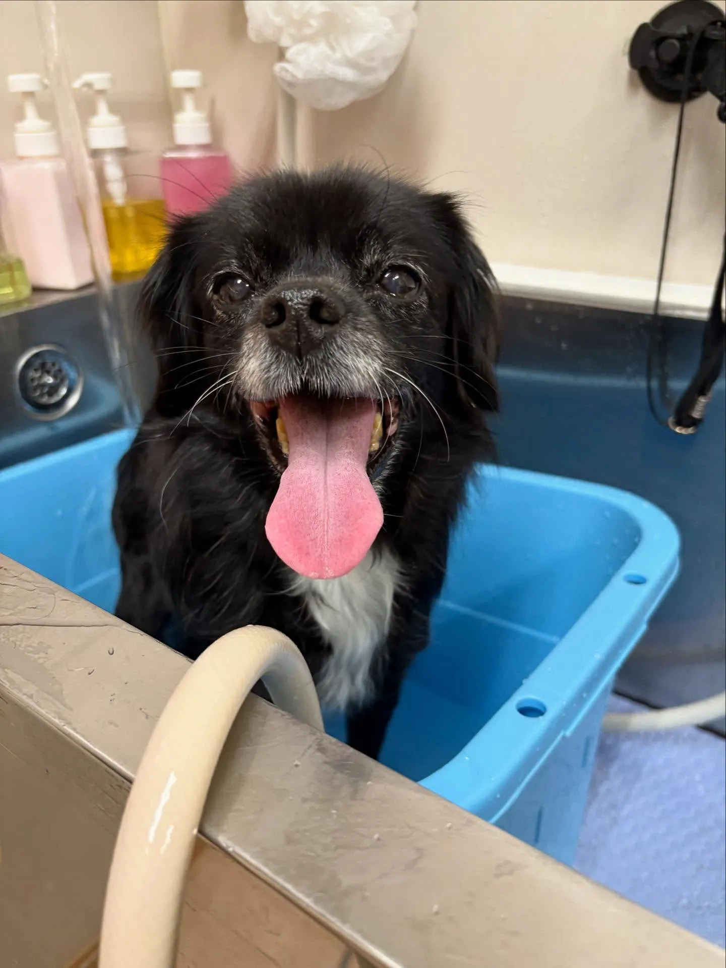 犬のシャンプー🫧