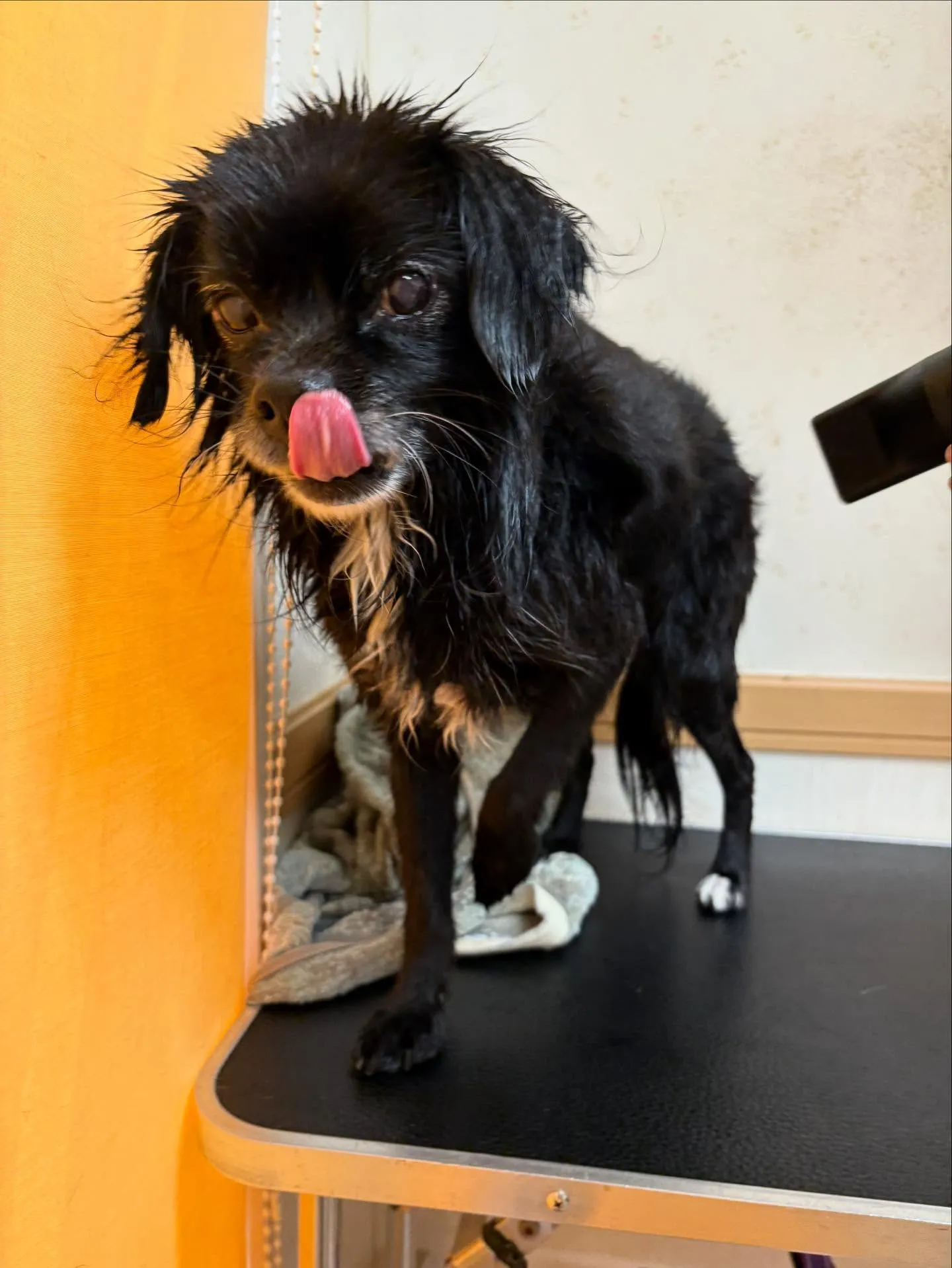 犬のシャンプー🫧