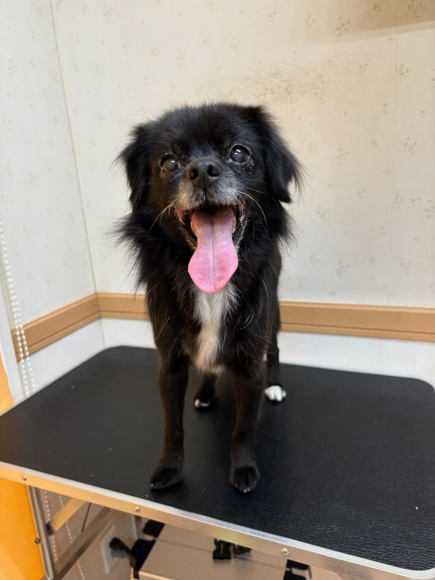 犬のシャンプー🫧