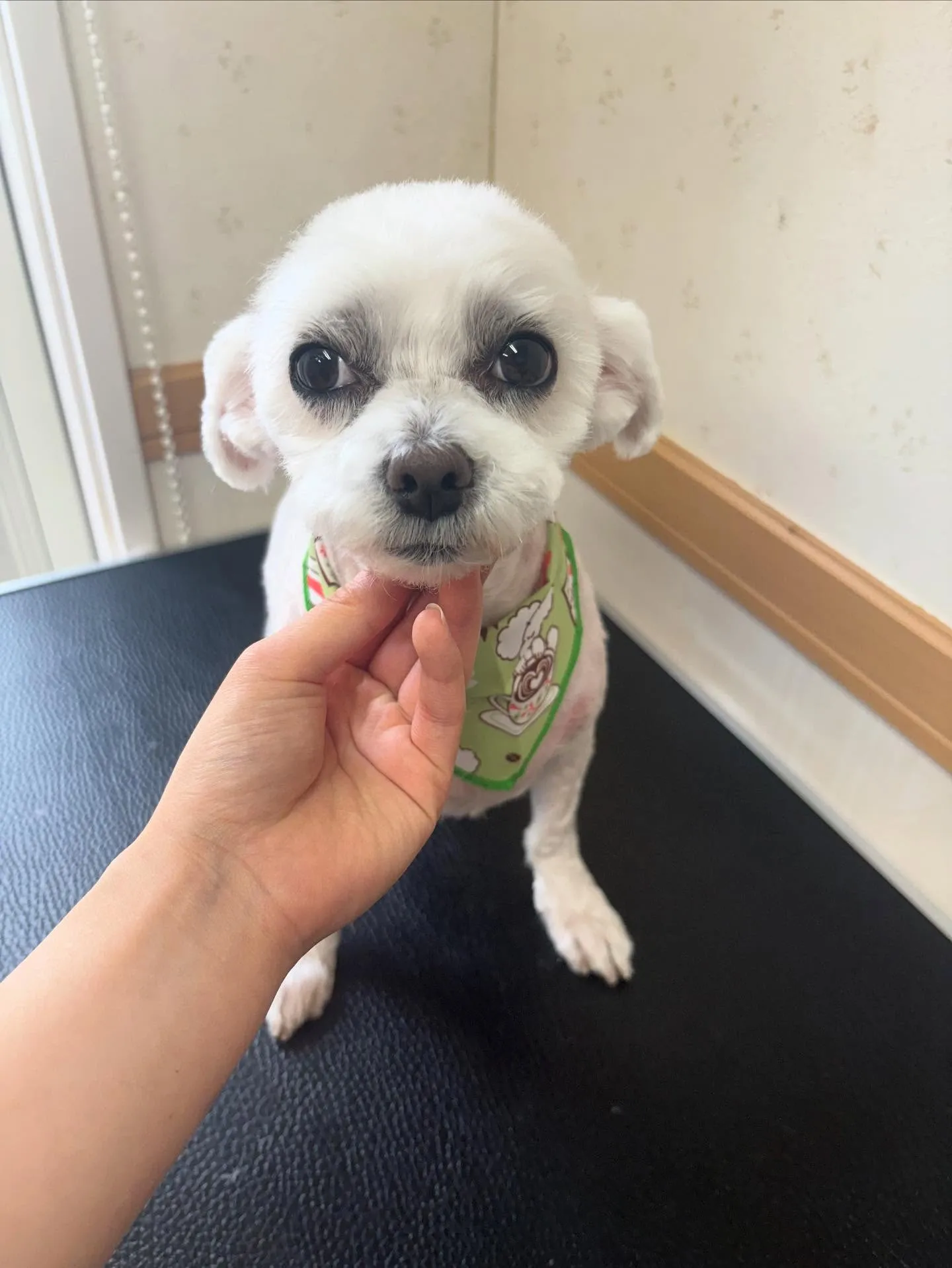 犬のトリミング✂️