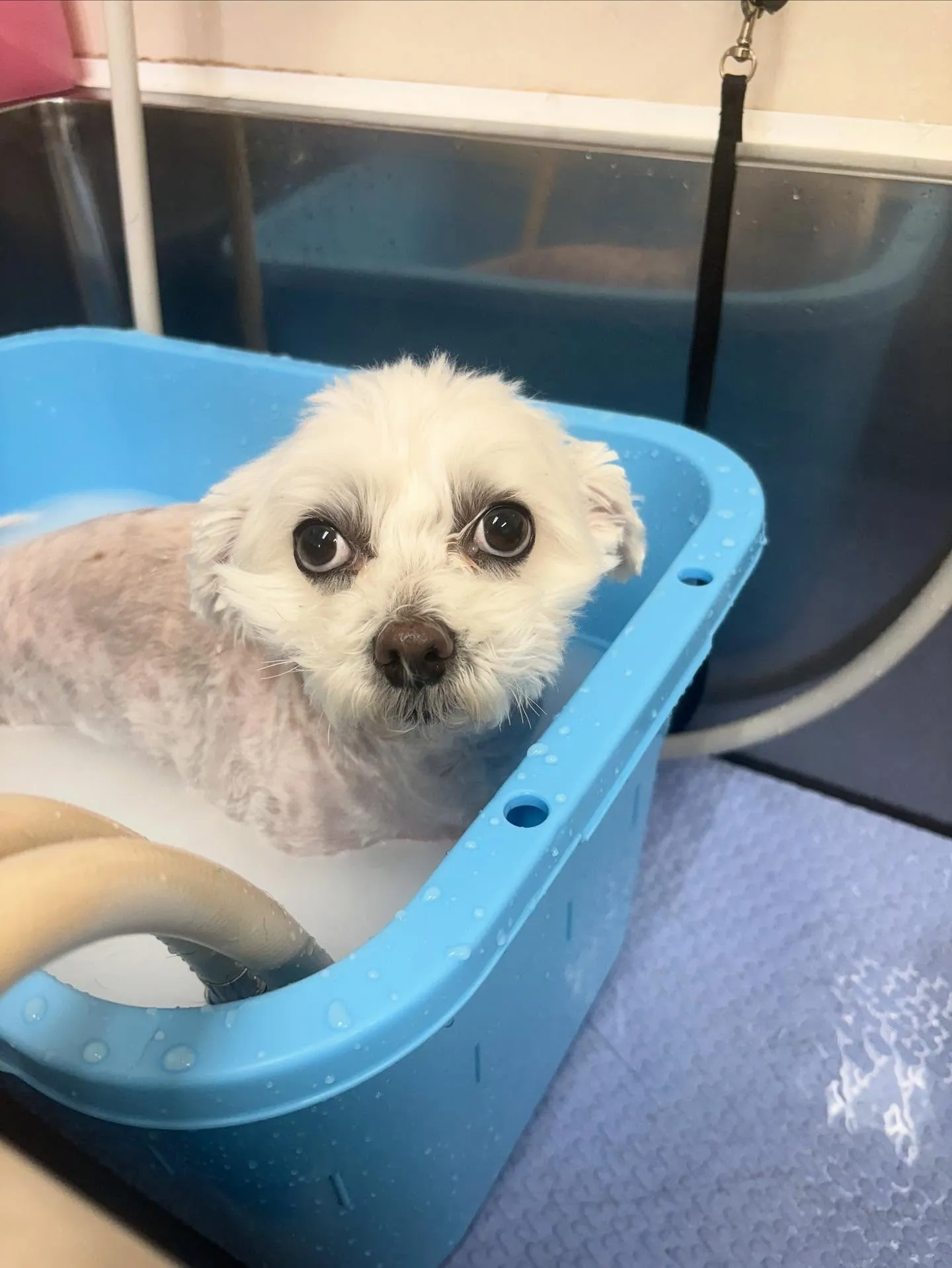 犬のトリミング✂️