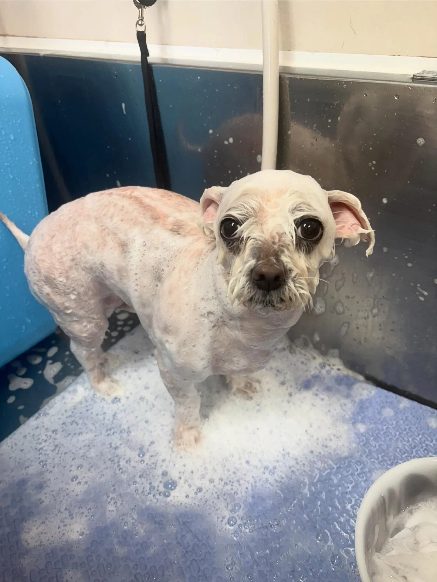 犬のトリミング✂️