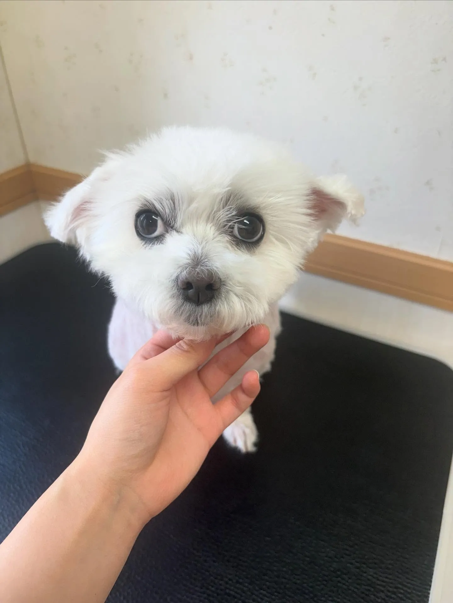 犬のトリミング✂️