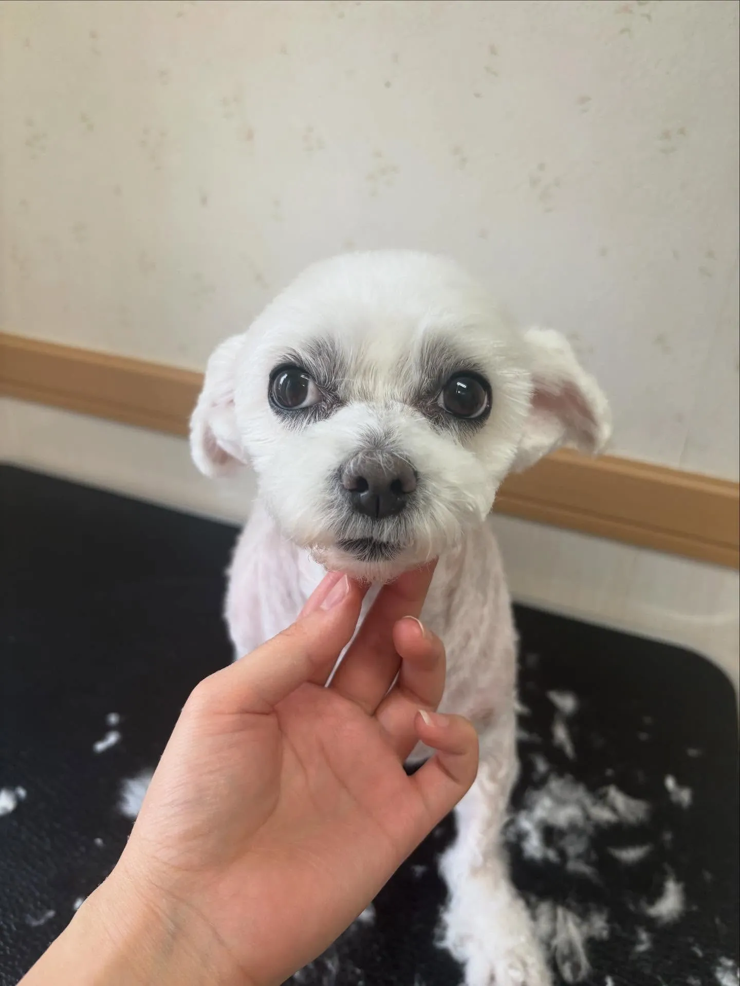 犬のトリミング✂️