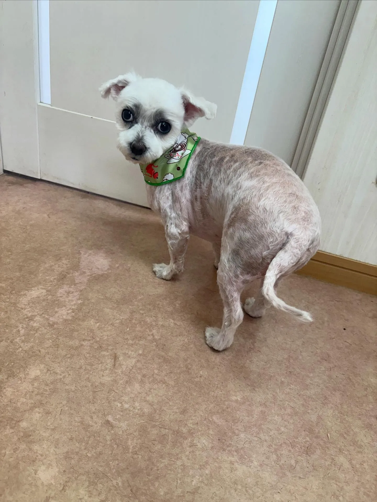 犬のトリミング✂️