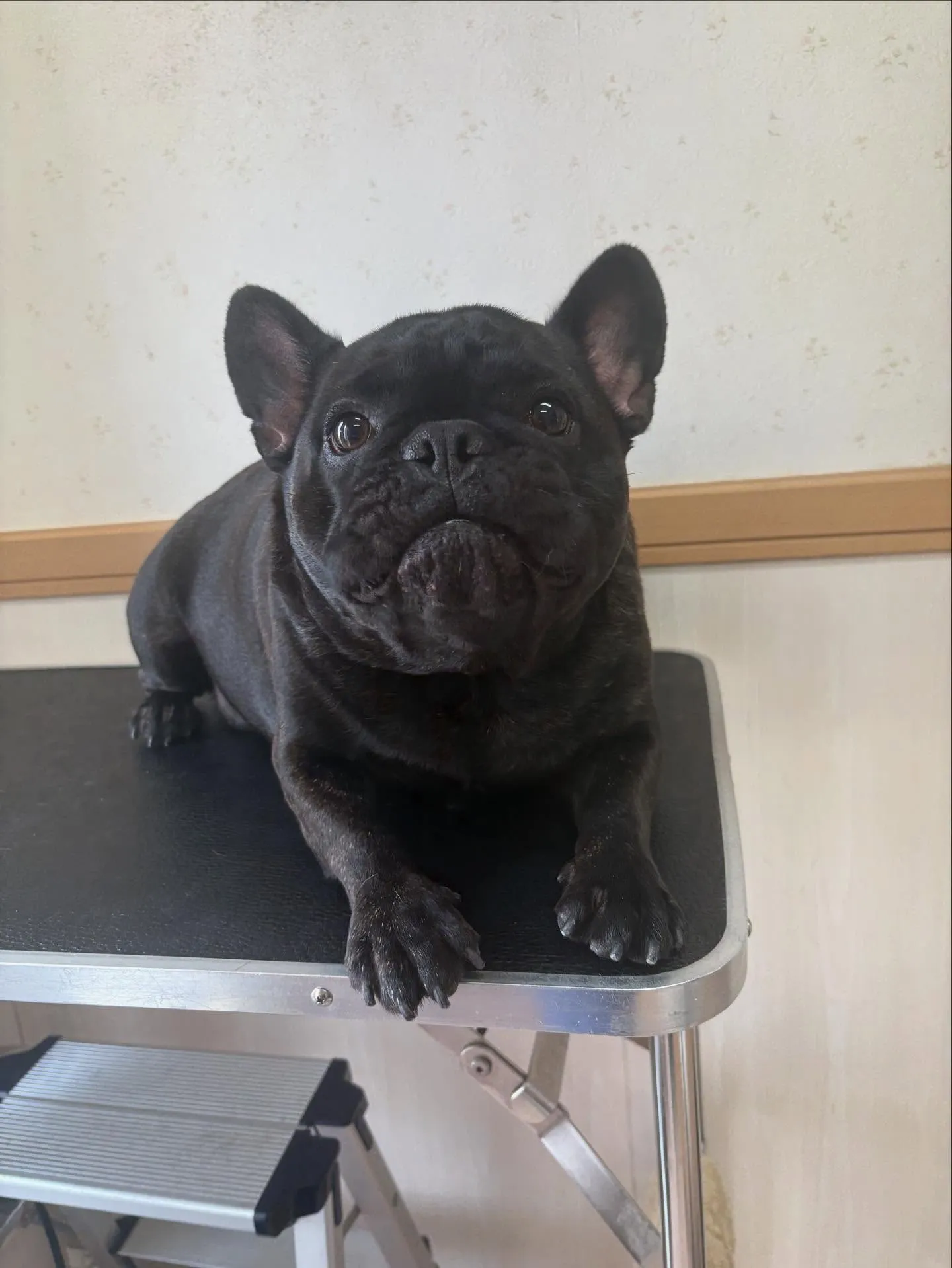 犬のシャンプー🫧