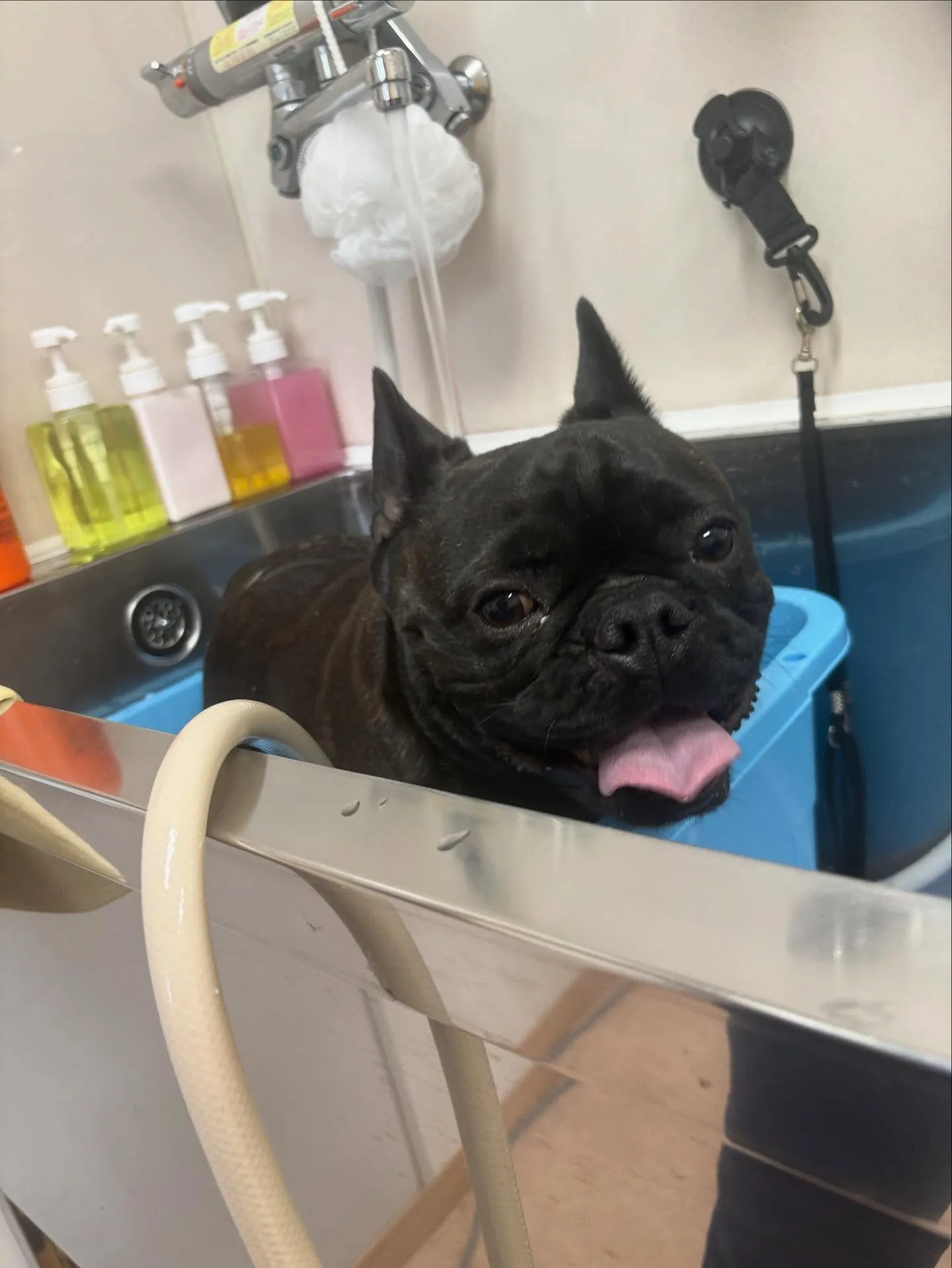 犬のシャンプー🫧