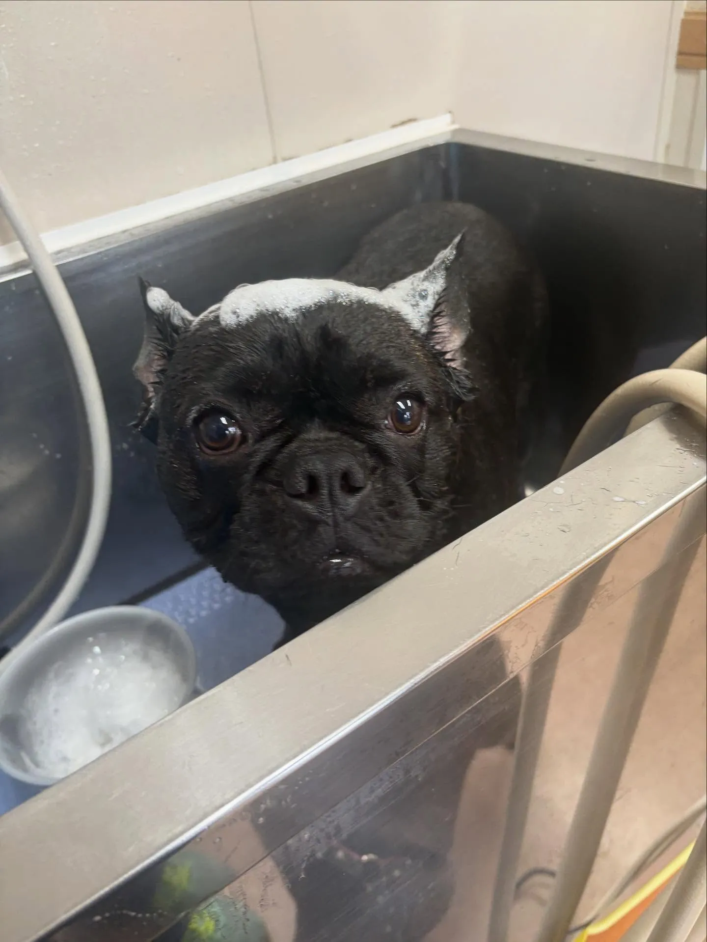 犬のシャンプー🫧